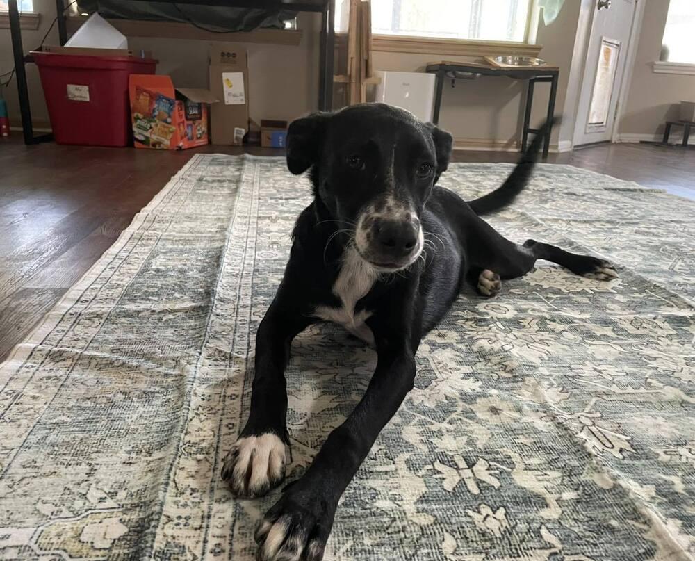 Gypsophilia (Pepper), a Adoptable mixed breed in Brookshire, TX image 1/6
