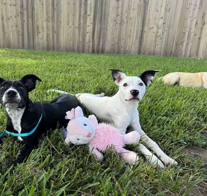 Gypsophilia (Pepper), a Adoptable mixed breed in Brookshire, TX image 2/6