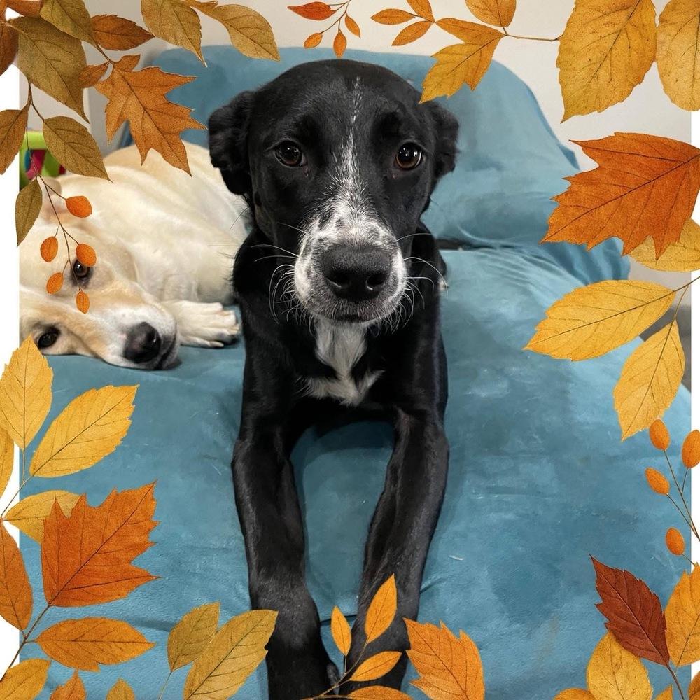 Gypsophilia (Pepper), a Adoptable mixed breed in Brookshire, TX image 3/6