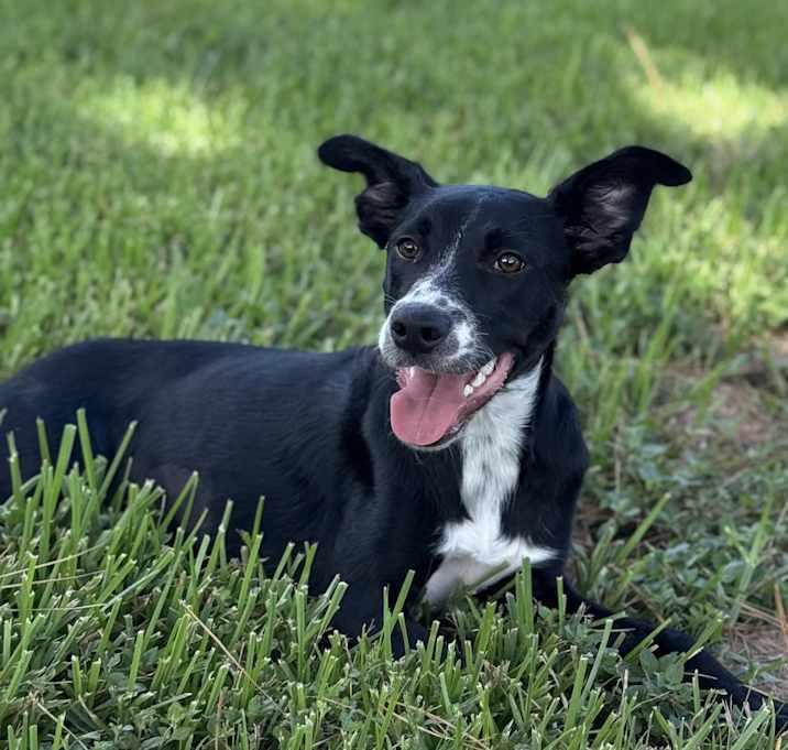 Gypsophilia (Pepper), a Adoptable mixed breed in Brookshire, TX image 4/6