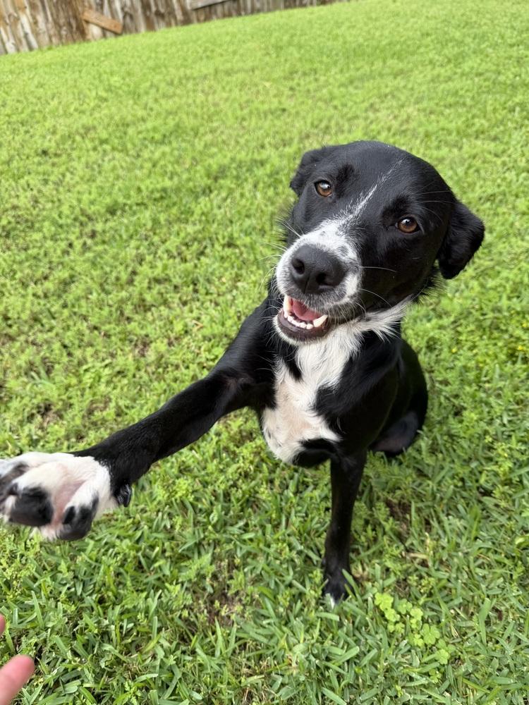 Gypsophilia (Pepper), a Adoptable mixed breed in Brookshire, TX image 5/6