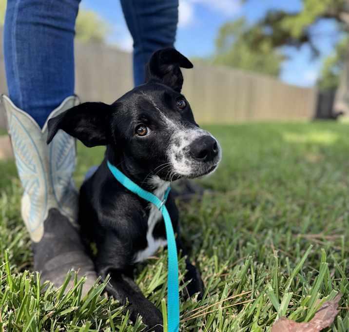 Gypsophilia (Pepper), a Adoptable mixed breed in Brookshire, TX image 6/6