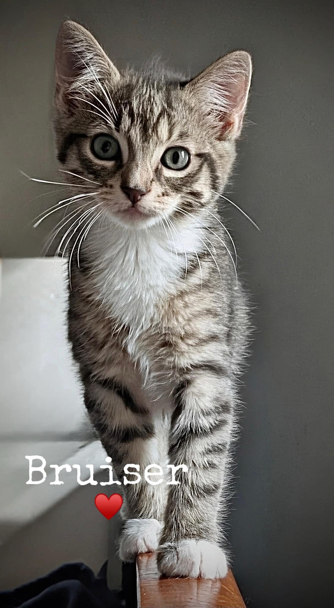 Bruiser, Adoptable, Kitten Male Domestic Short Hair.