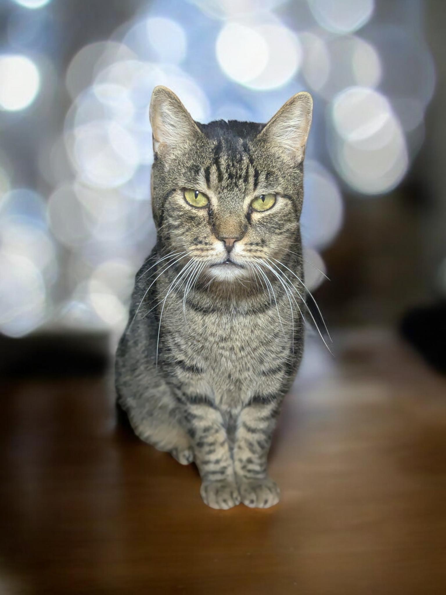 Leo, Adoptable, Adult Male Domestic Short Hair.