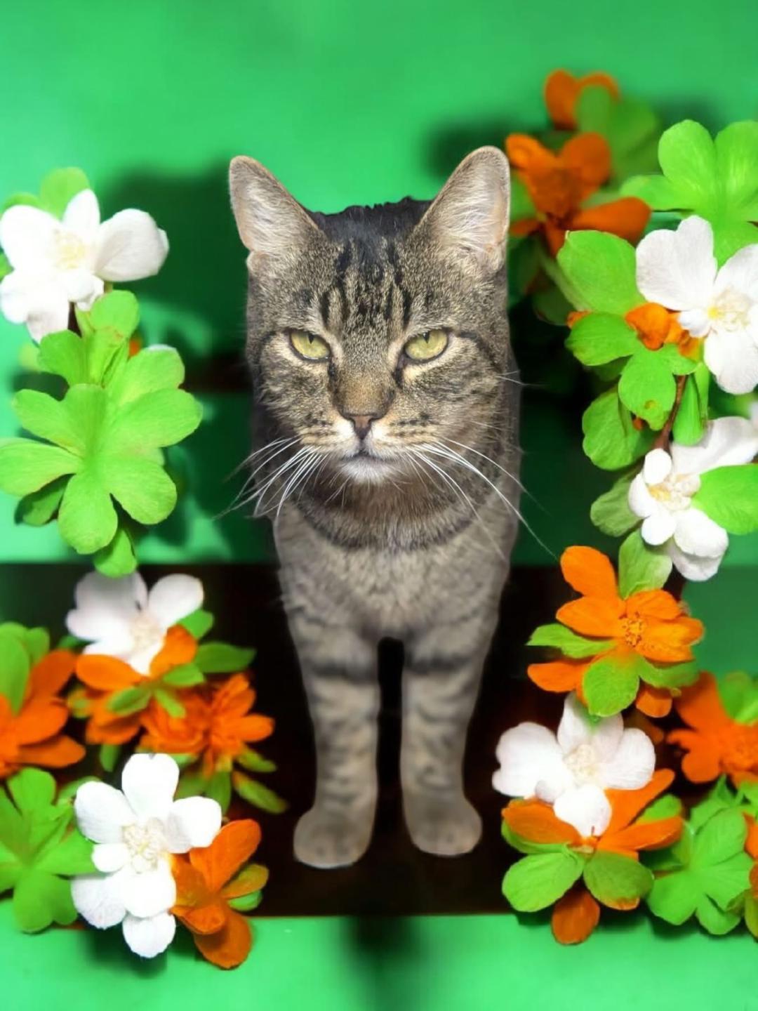 Enlarge Leo, a Adoptable Domestic Short Hair in Gilroy, CA image 2/6