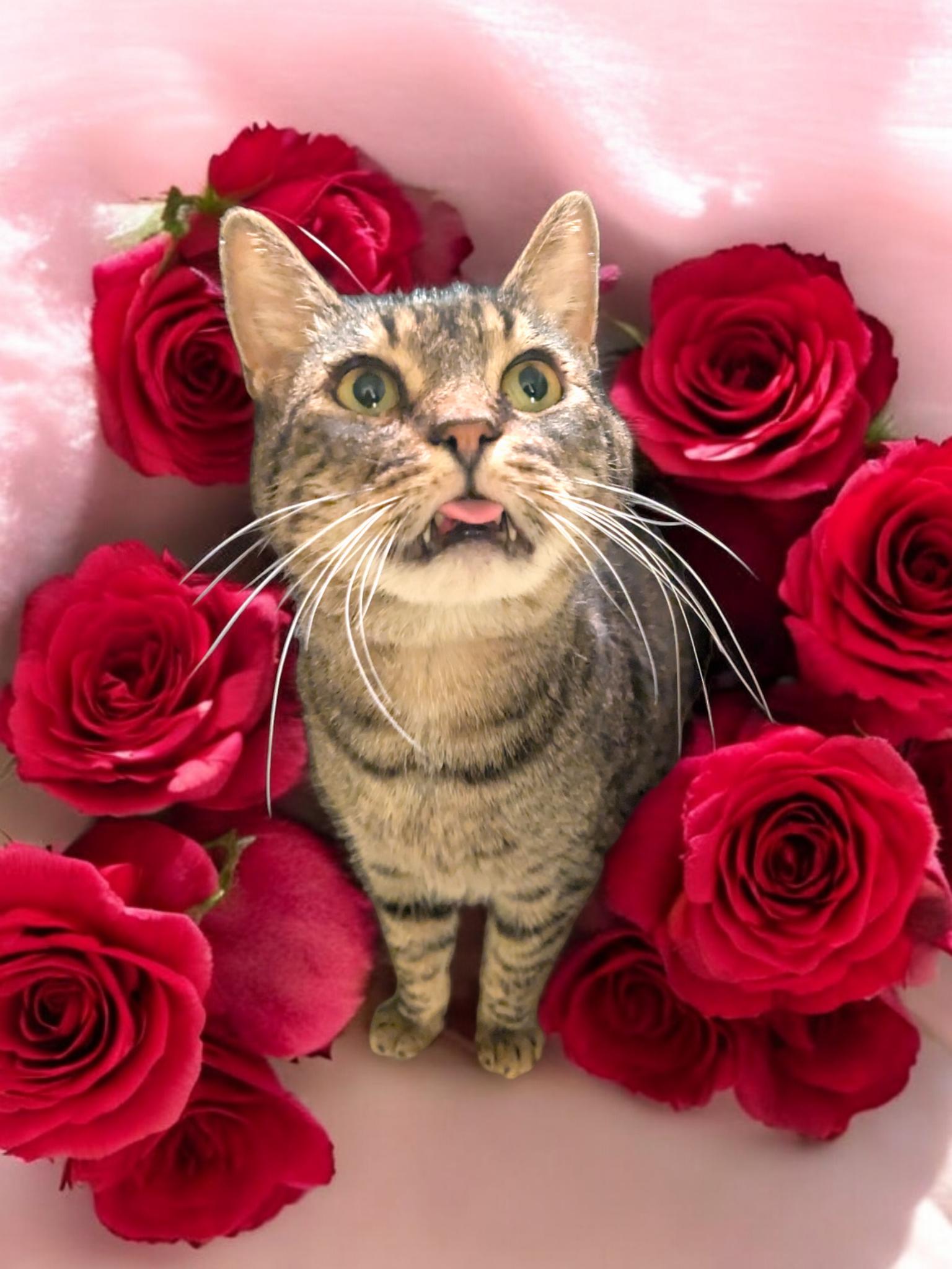 Enlarge Leo, a Adoptable Domestic Short Hair in Gilroy, CA image 6/6