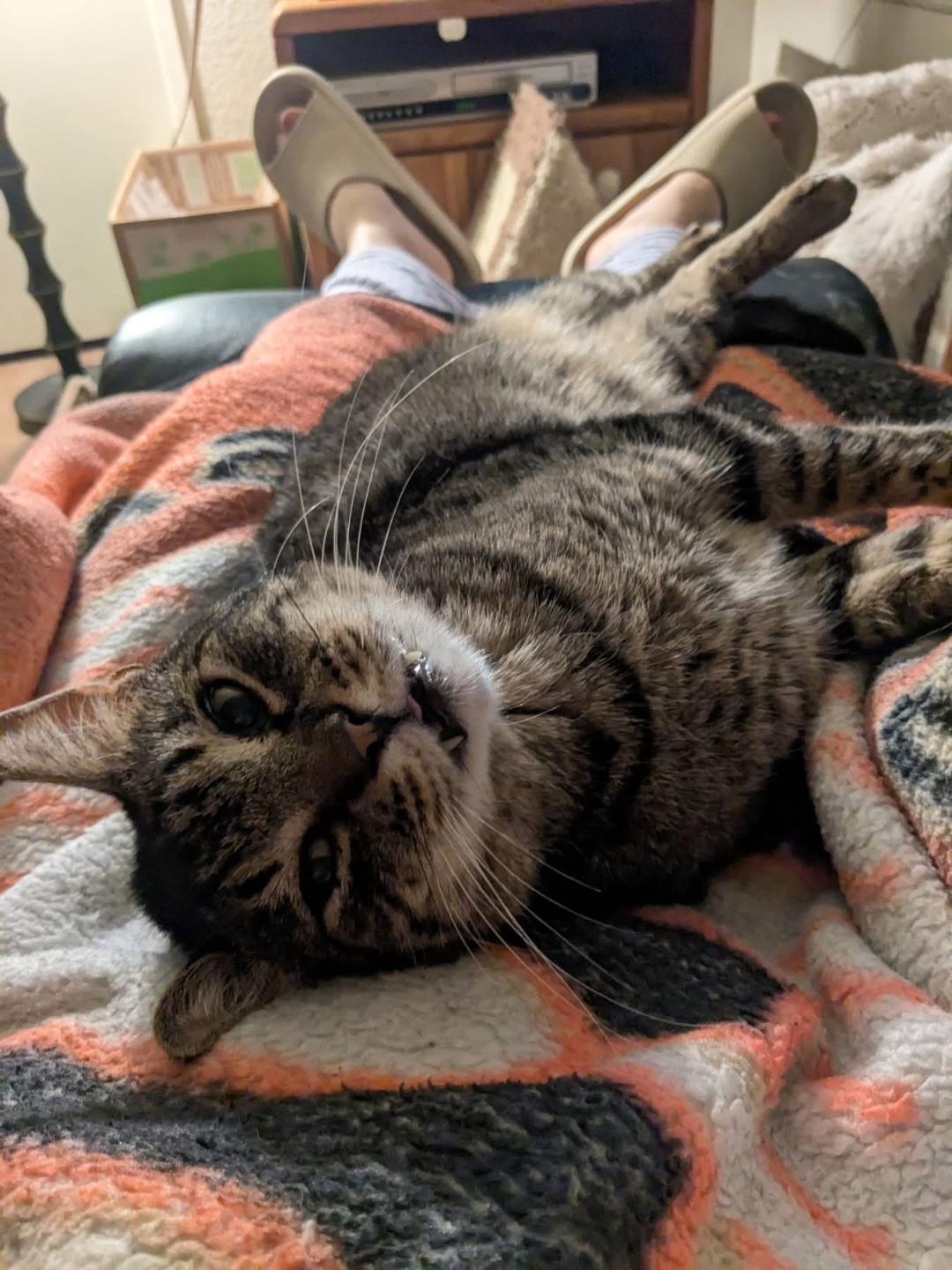 Enlarge Leo, a Adoptable Domestic Short Hair in Gilroy, CA image 3/6