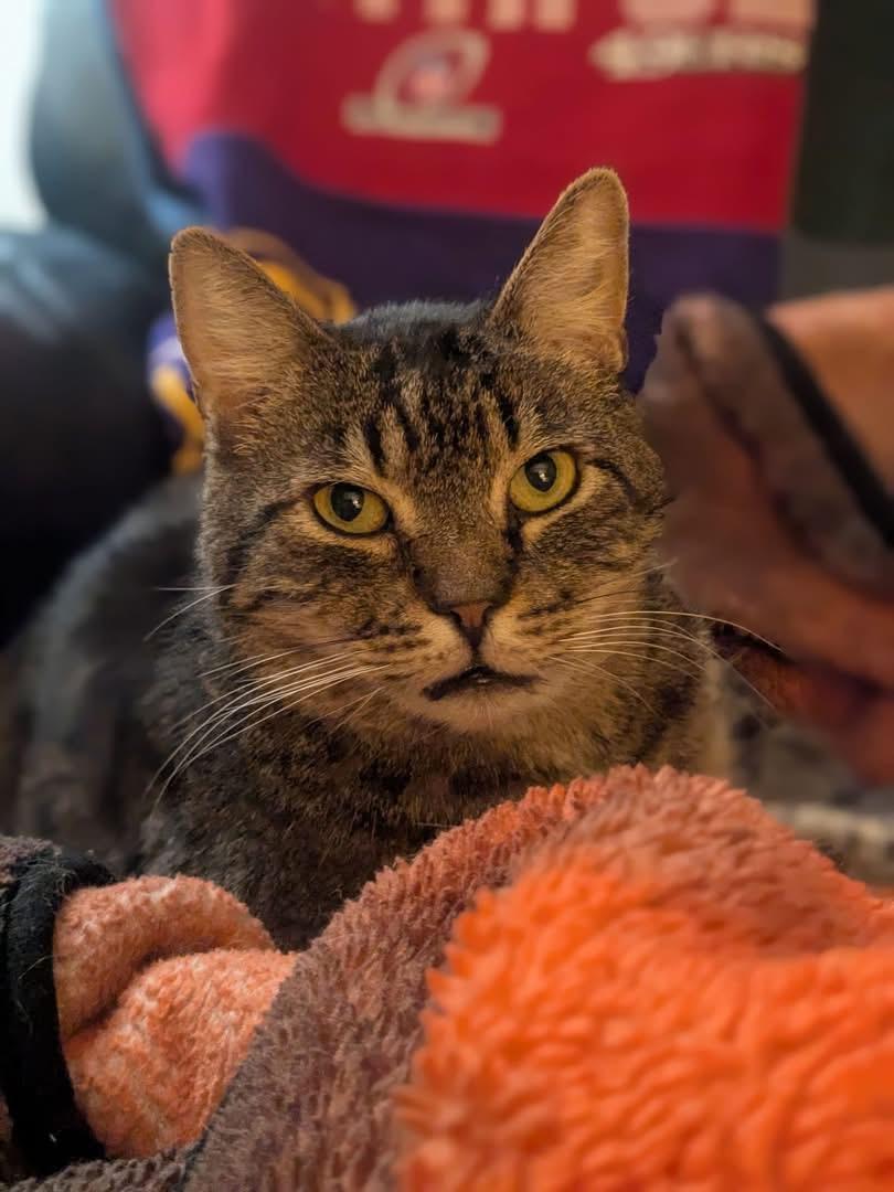 Leo, Adoptable, Adult Male Domestic Short Hair.