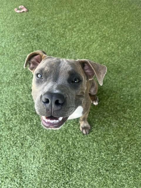 Leo, ADOPTABLE, Young Male Boxer.