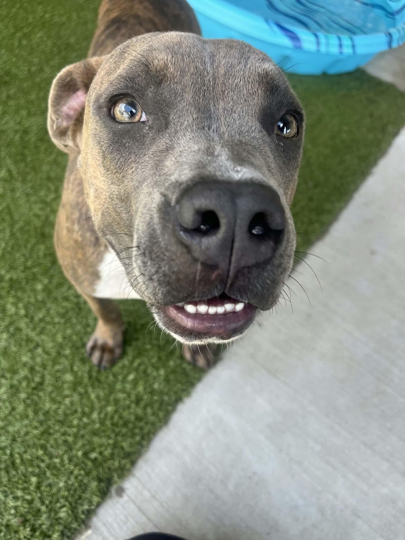 Leo, a ADOPTABLE Boxer in Fayetteville, AR image 2/4