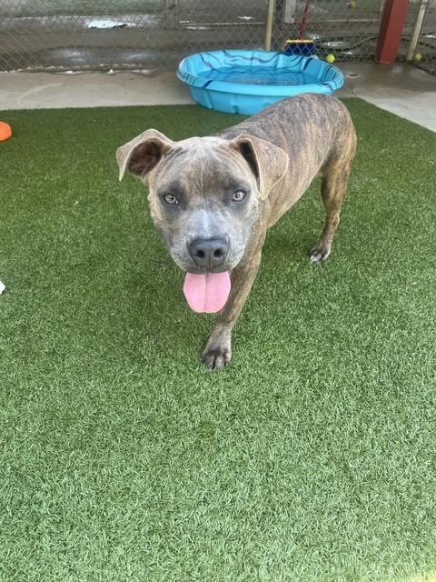 Leo, a ADOPTABLE Boxer in Fayetteville, AR image 3/4