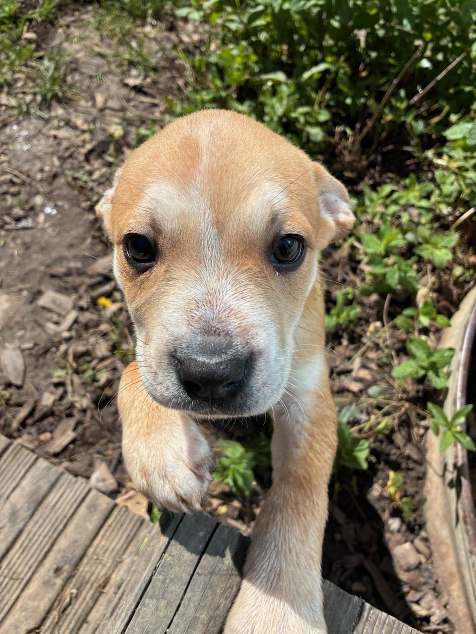 Enlarge Dierdre, a ADOPTABLE mixed breed in CHURCHVILLE, NY image 4/4