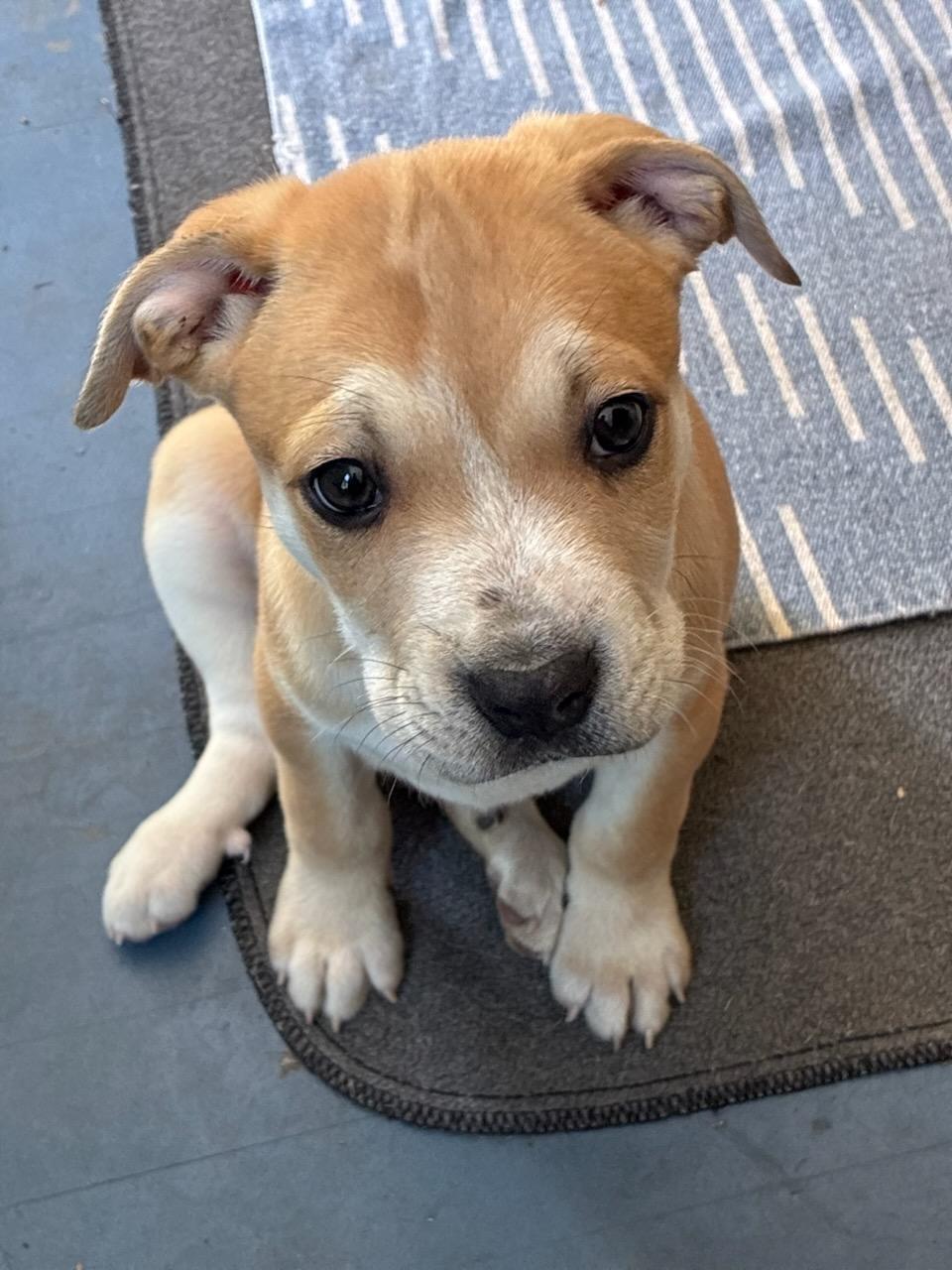 Enlarge Dierdre, a ADOPTABLE mixed breed in CHURCHVILLE, NY image 3/4