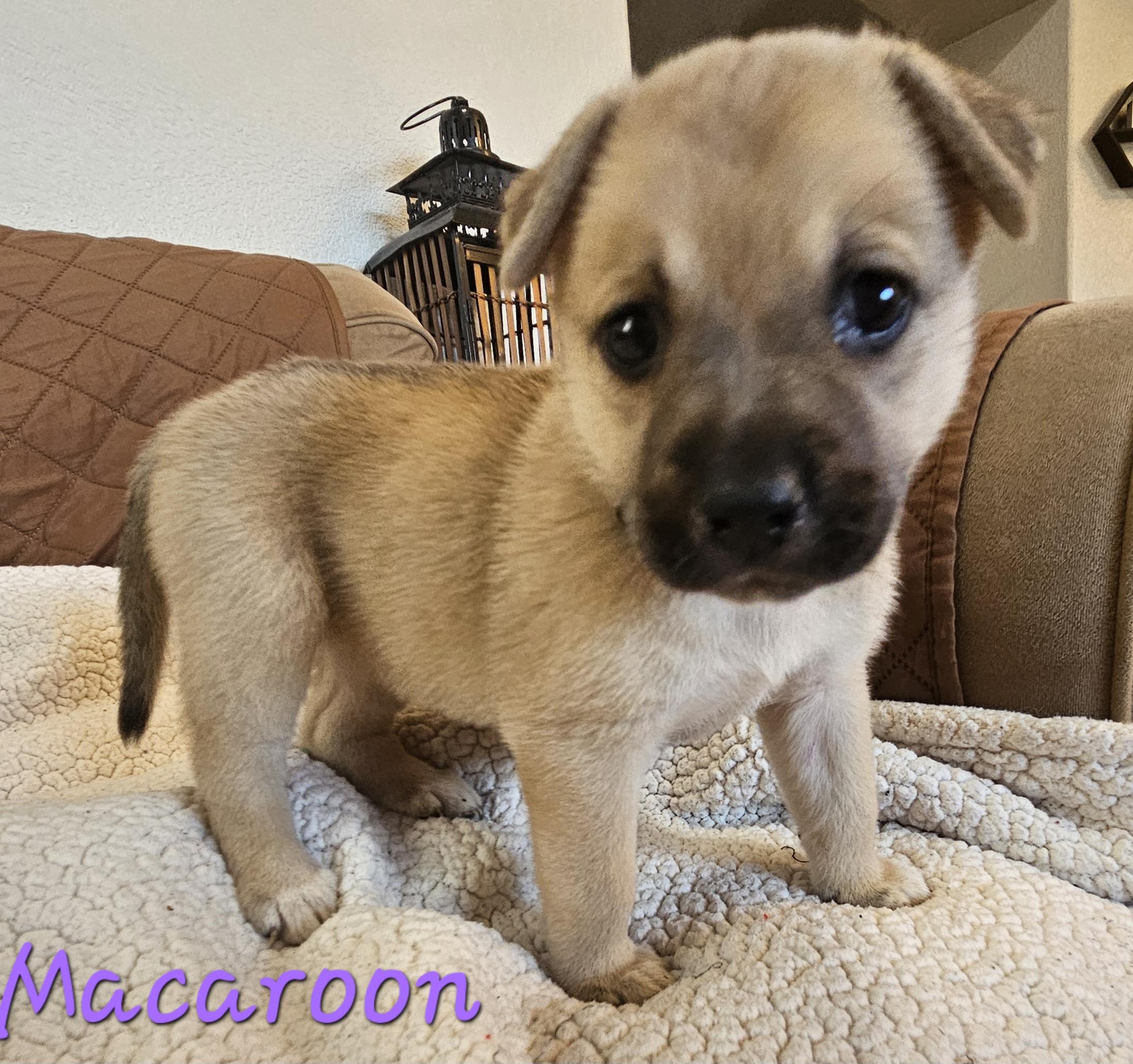 Macaroon, adopted, Puppy Female German Shepherd Dog & Australian Cattle Dog / Blue Heeler.