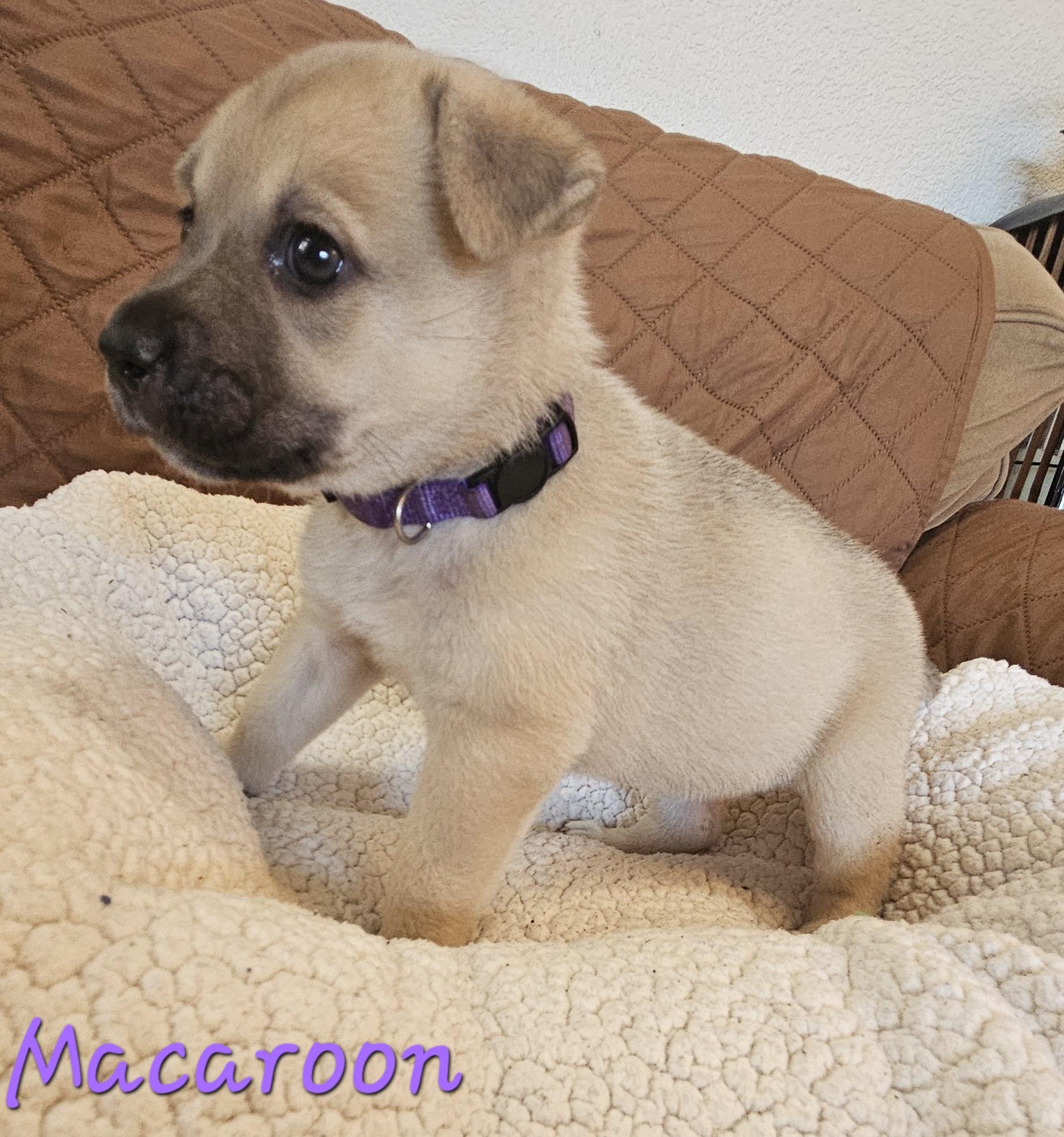 Enlarge Macaroon, an adopted mixed breed in Galt, CA image 2/6