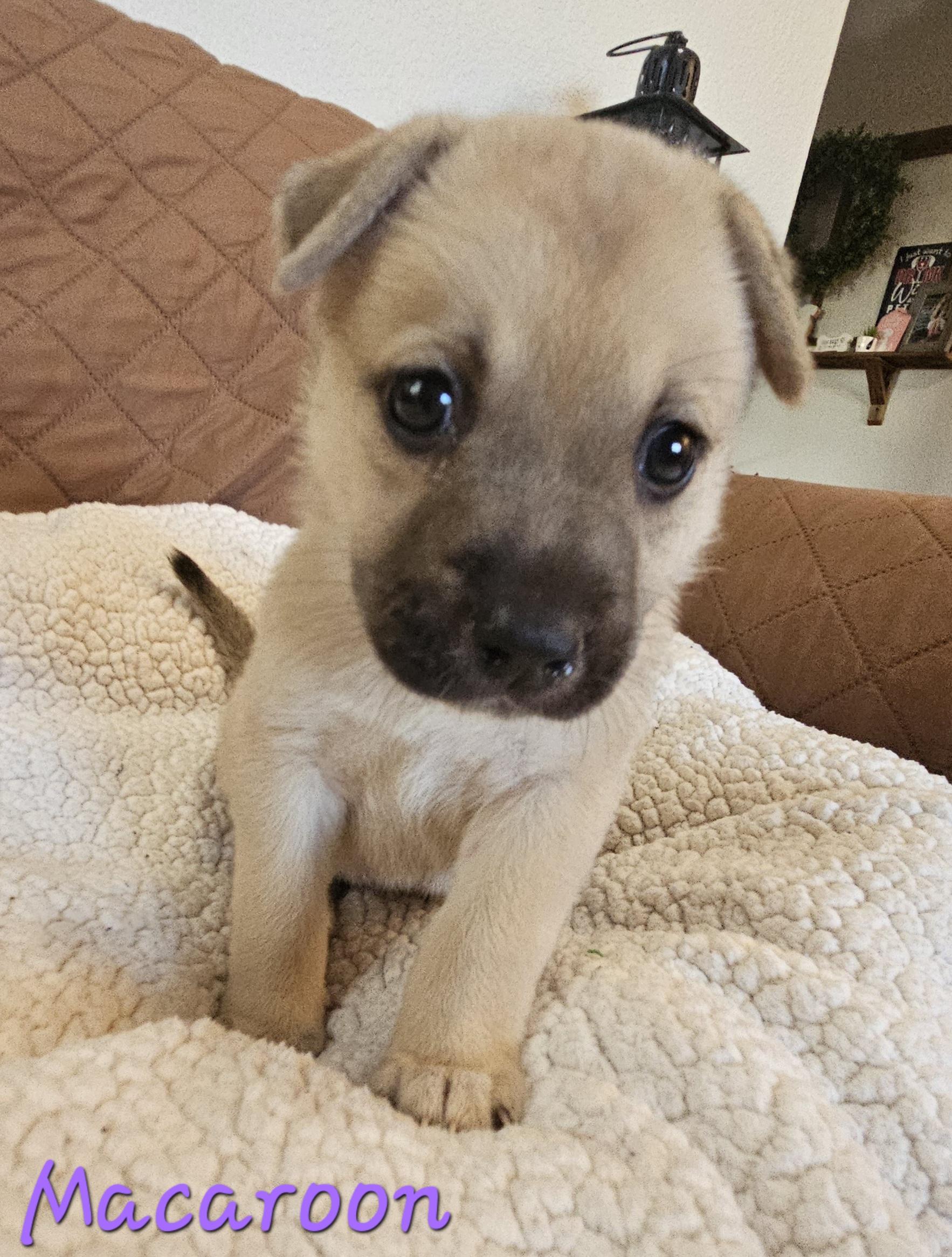 Enlarge Macaroon, an adopted mixed breed in Galt, CA image 6/6