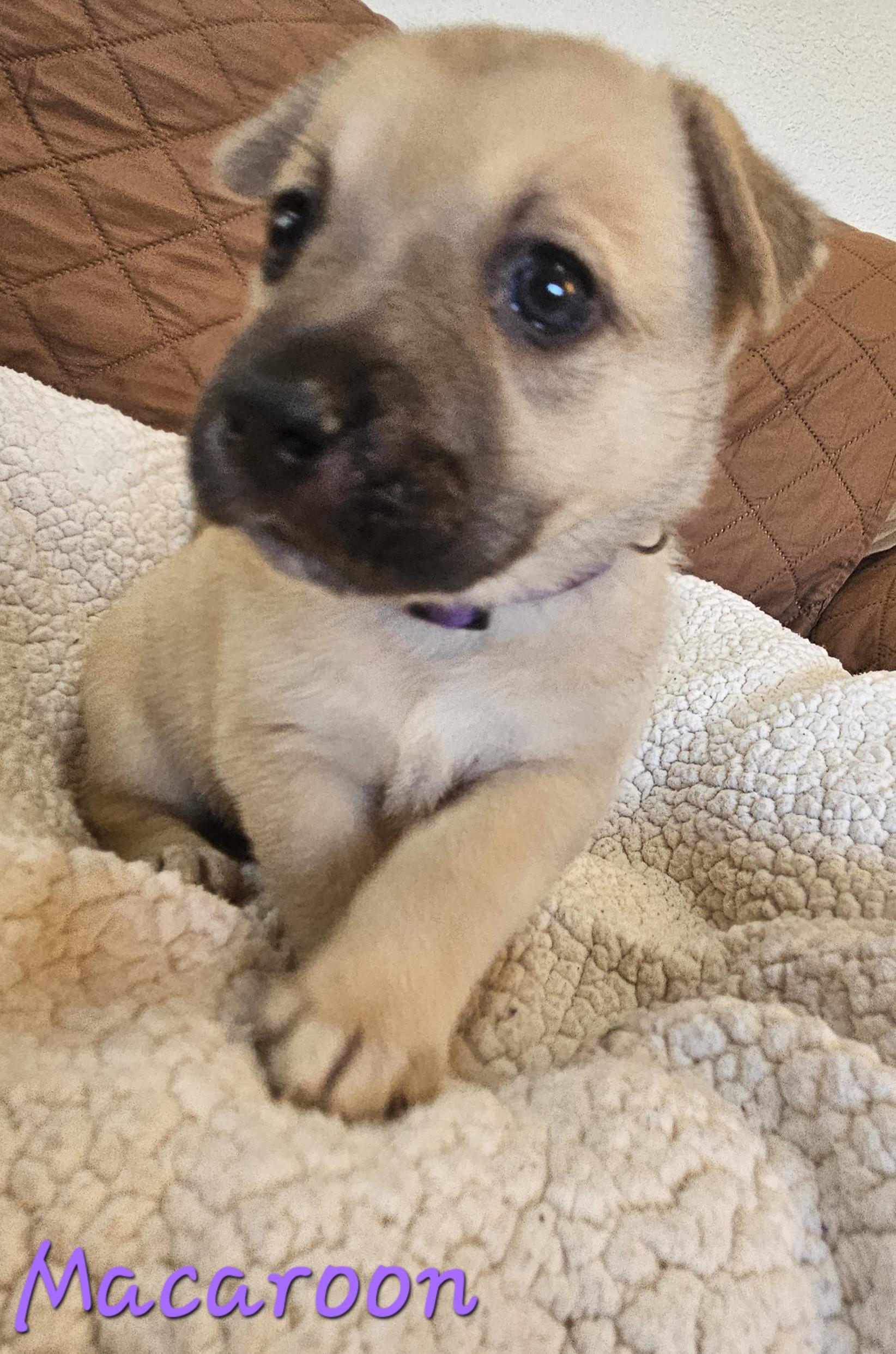 Enlarge Macaroon, an adopted mixed breed in Galt, CA image 4/6