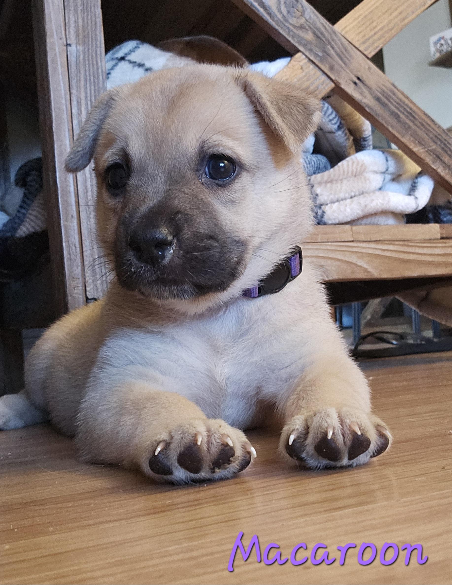 Enlarge Macaroon, an adopted mixed breed in Galt, CA image 5/6