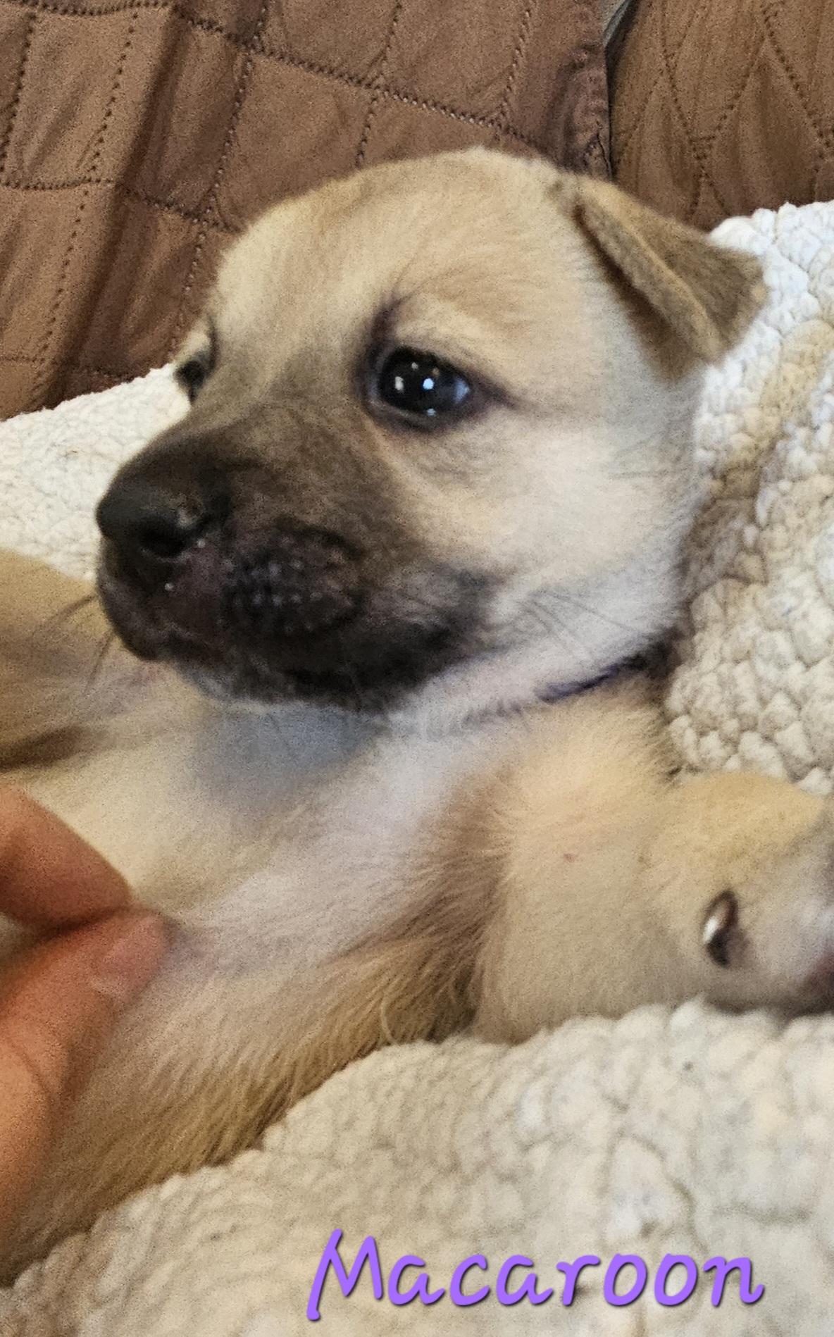 Enlarge Macaroon, an adopted mixed breed in Galt, CA image 3/6