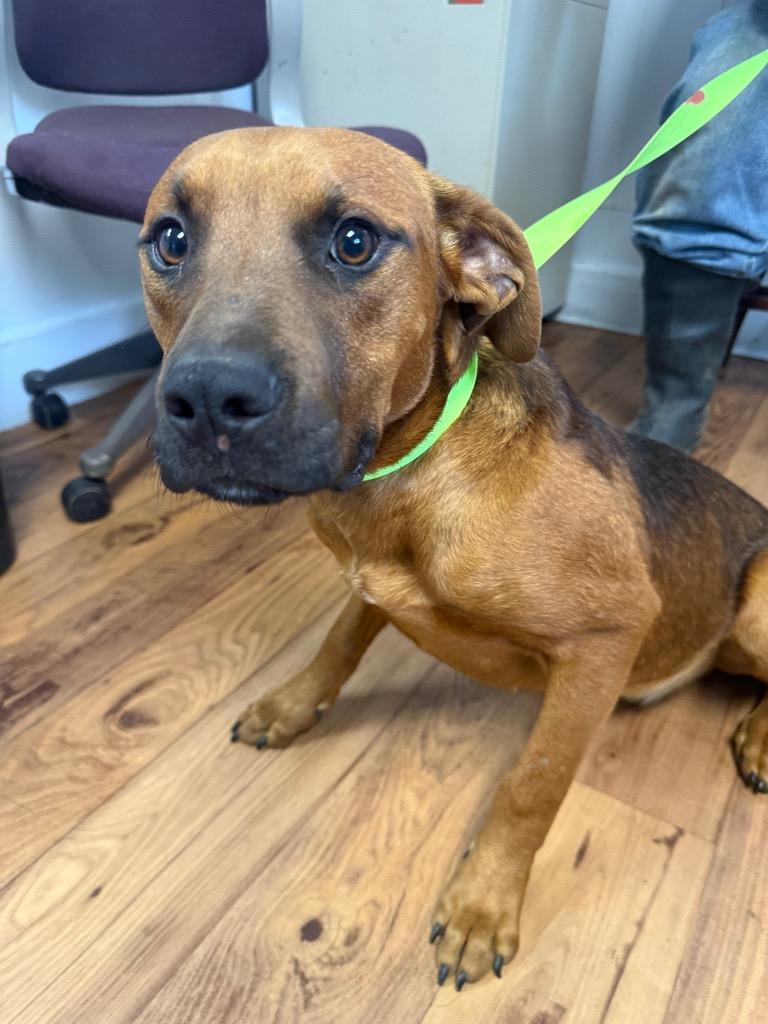 Enlarge Roo, a Adoptable mixed breed in Fayetteville, TN image 1/1