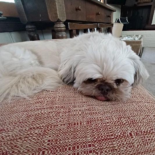 Tuffy, Adoptable, Senior Male Shih Tzu.