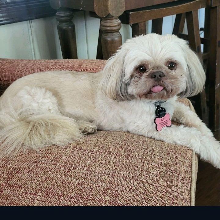 Enlarge Tuffy, a Adoptable Shih Tzu in Kansas City, MO image 2/3