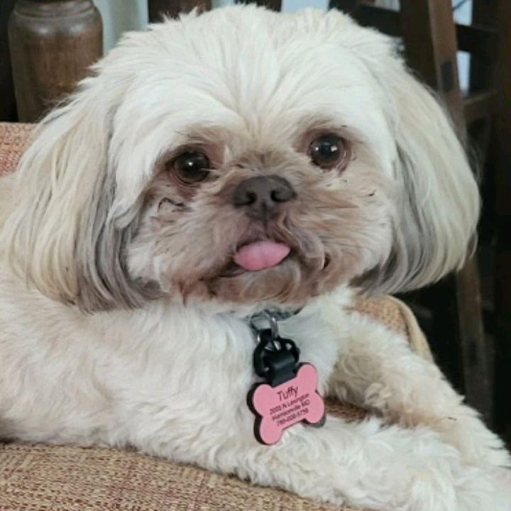 Enlarge Tuffy, a Adoptable Shih Tzu in Kansas City, MO image 3/3