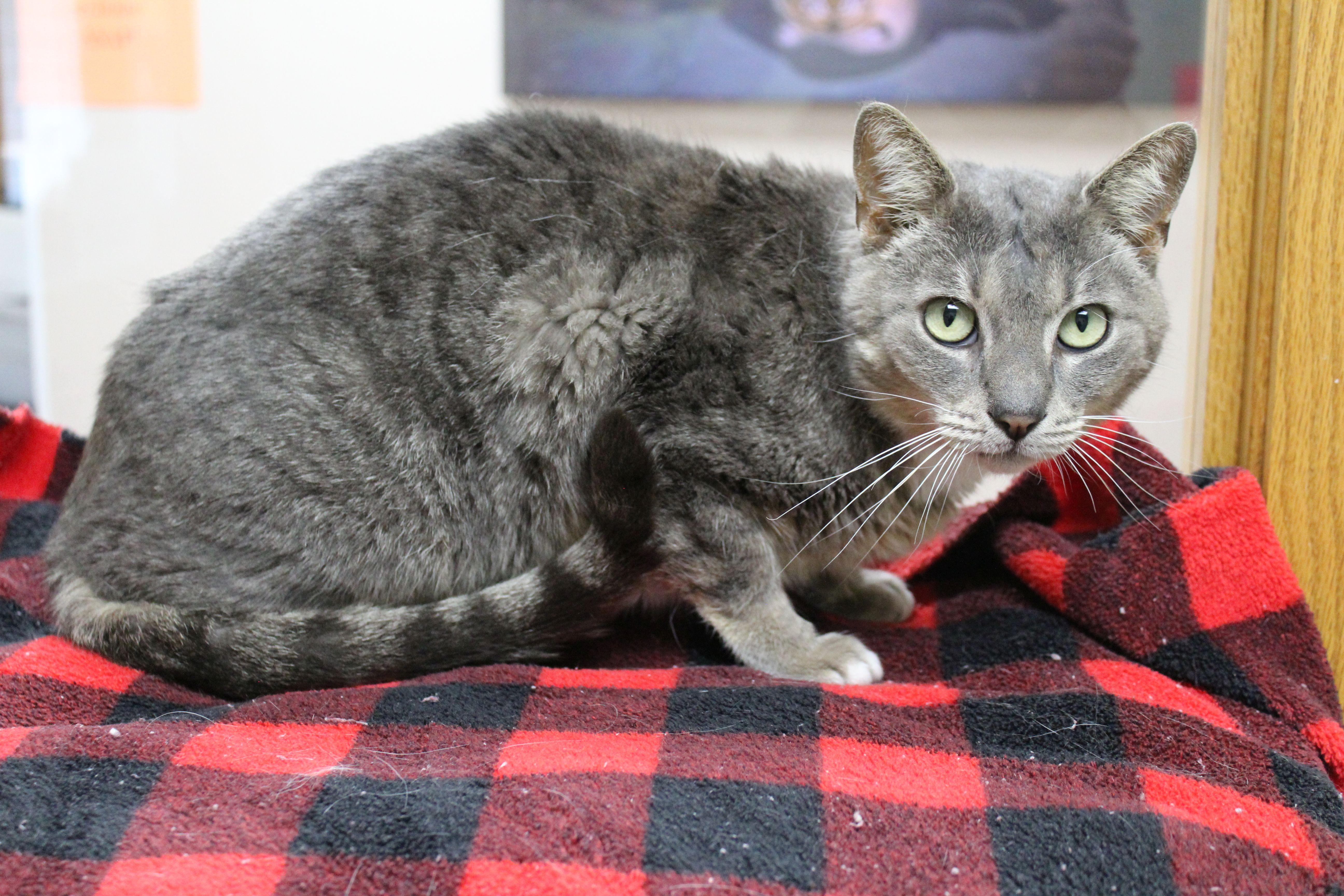 Possum, a Adoptable mixed breed in Portage, WI image 1/3