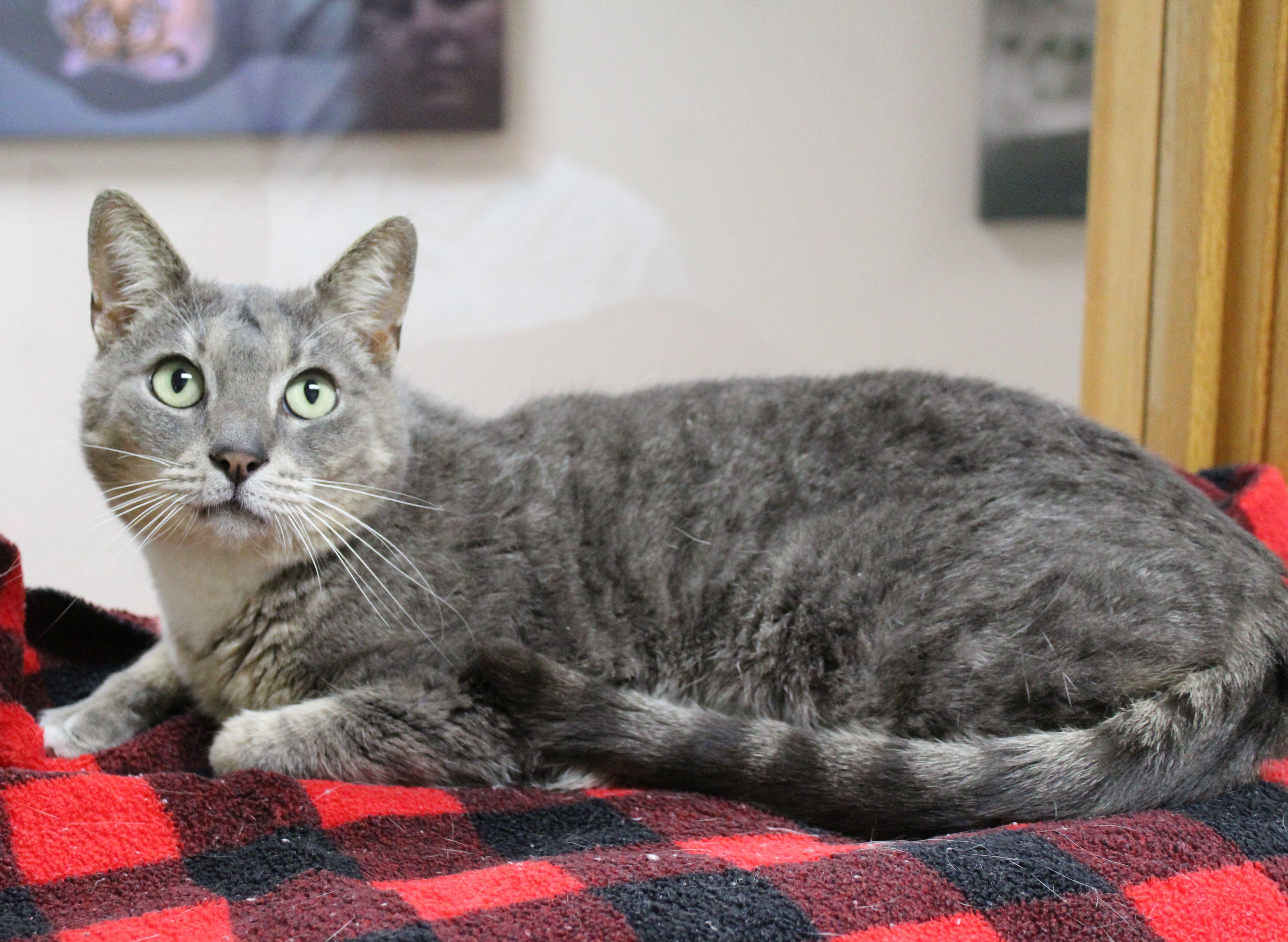 Possum, a Adoptable mixed breed in Portage, WI image 2/3