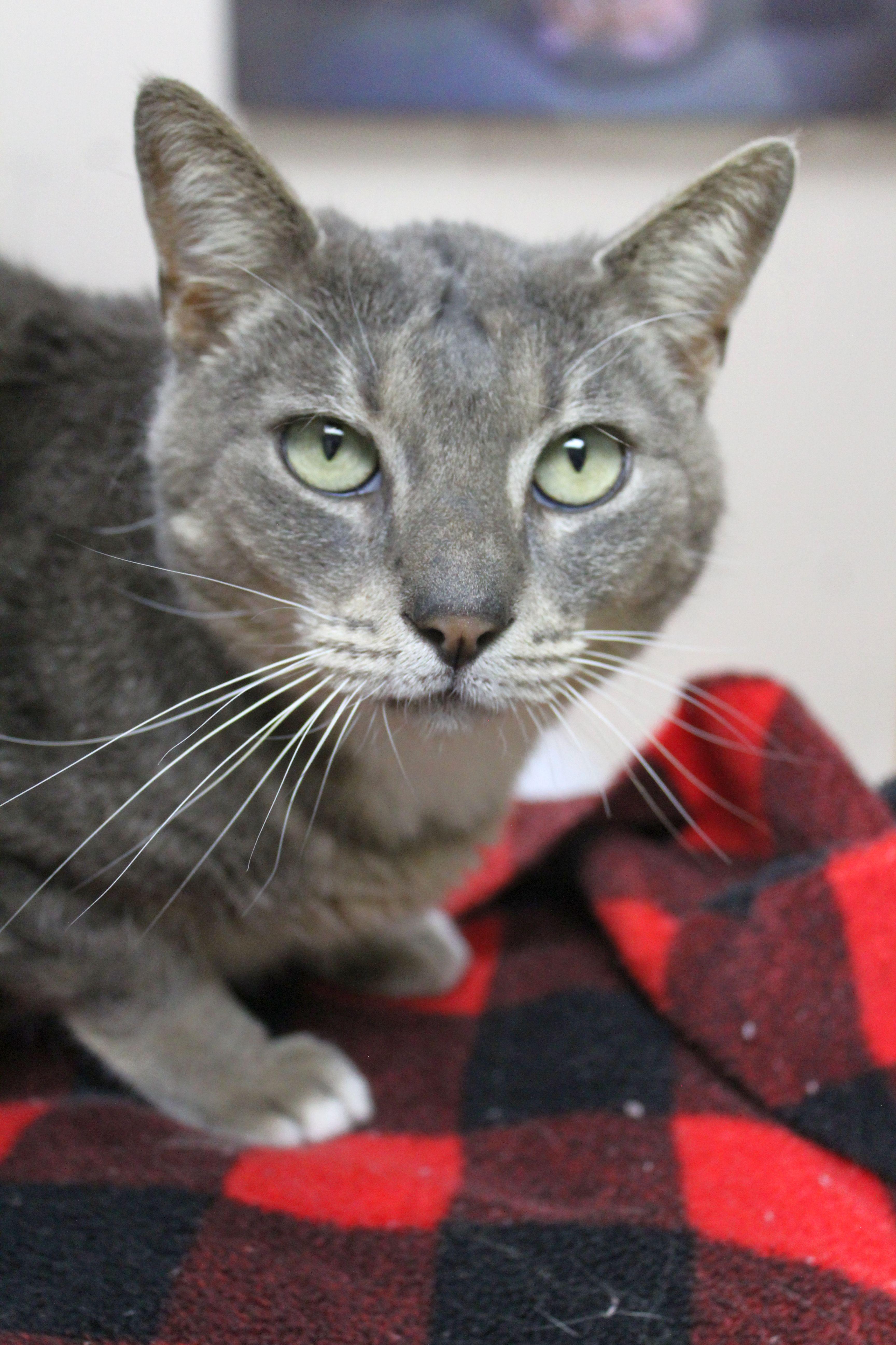 Possum, a Adoptable mixed breed in Portage, WI image 3/3