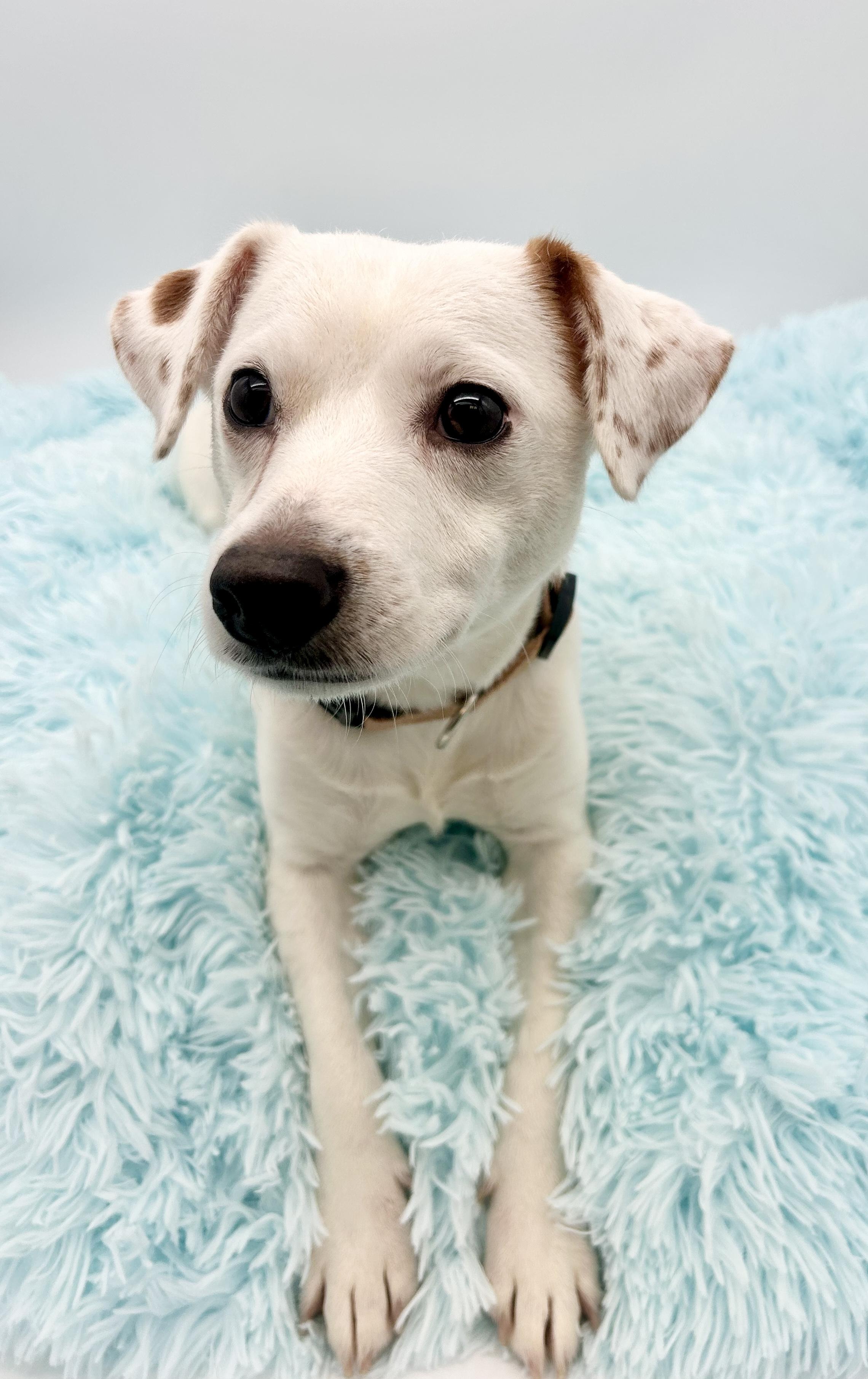Wishbone, Adoptable, Young Male Jack Russell Terrier & Chihuahua.