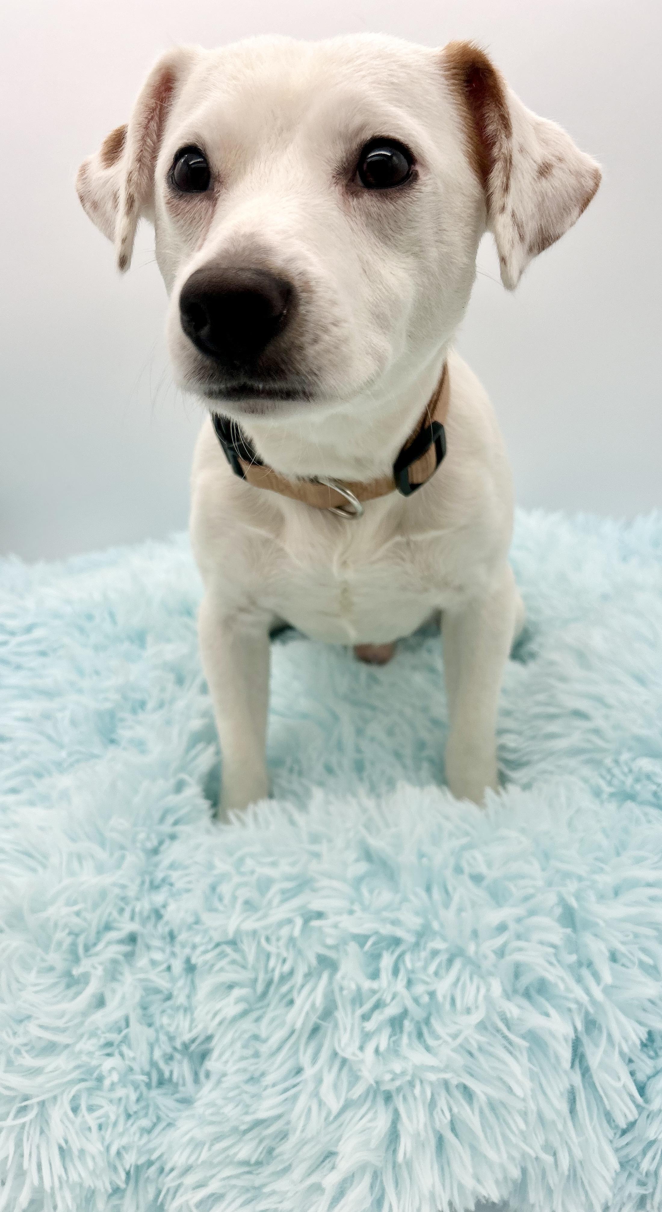 Enlarge Wishbone, a Adoptable mixed breed in Covington, LA image 4/6