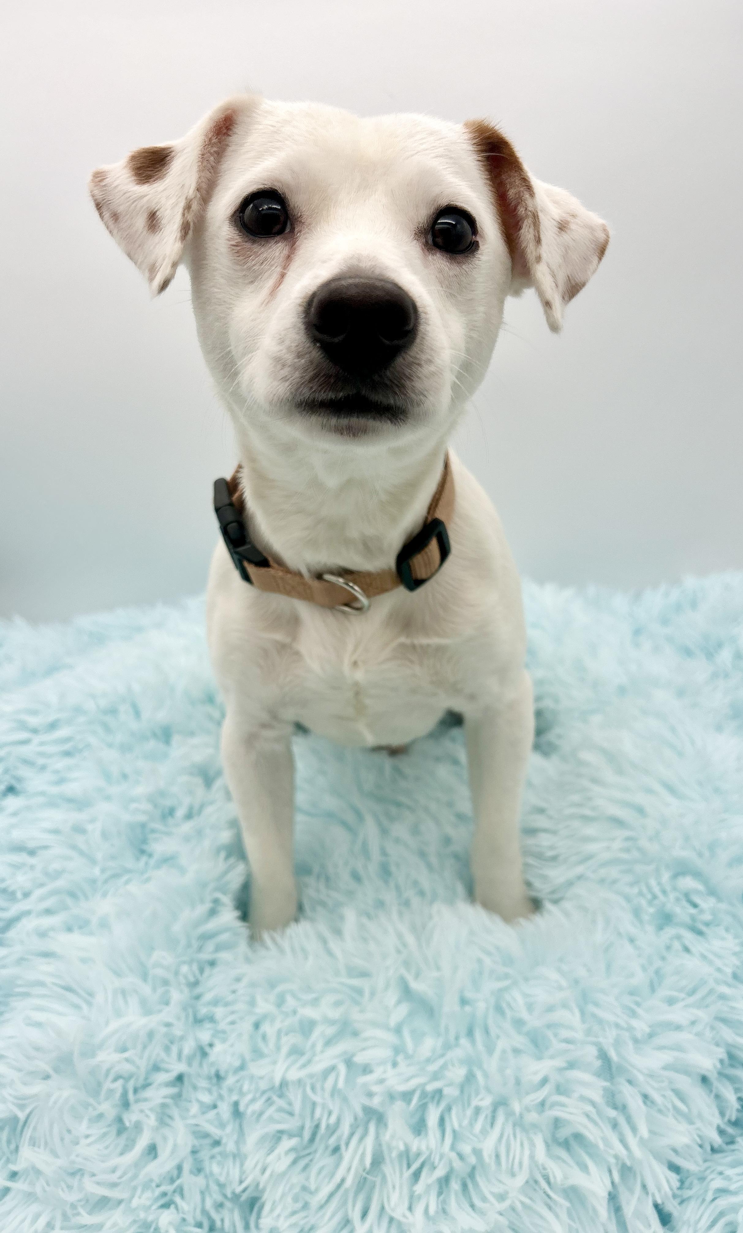 Enlarge Wishbone, a Adoptable mixed breed in Covington, LA image 2/6