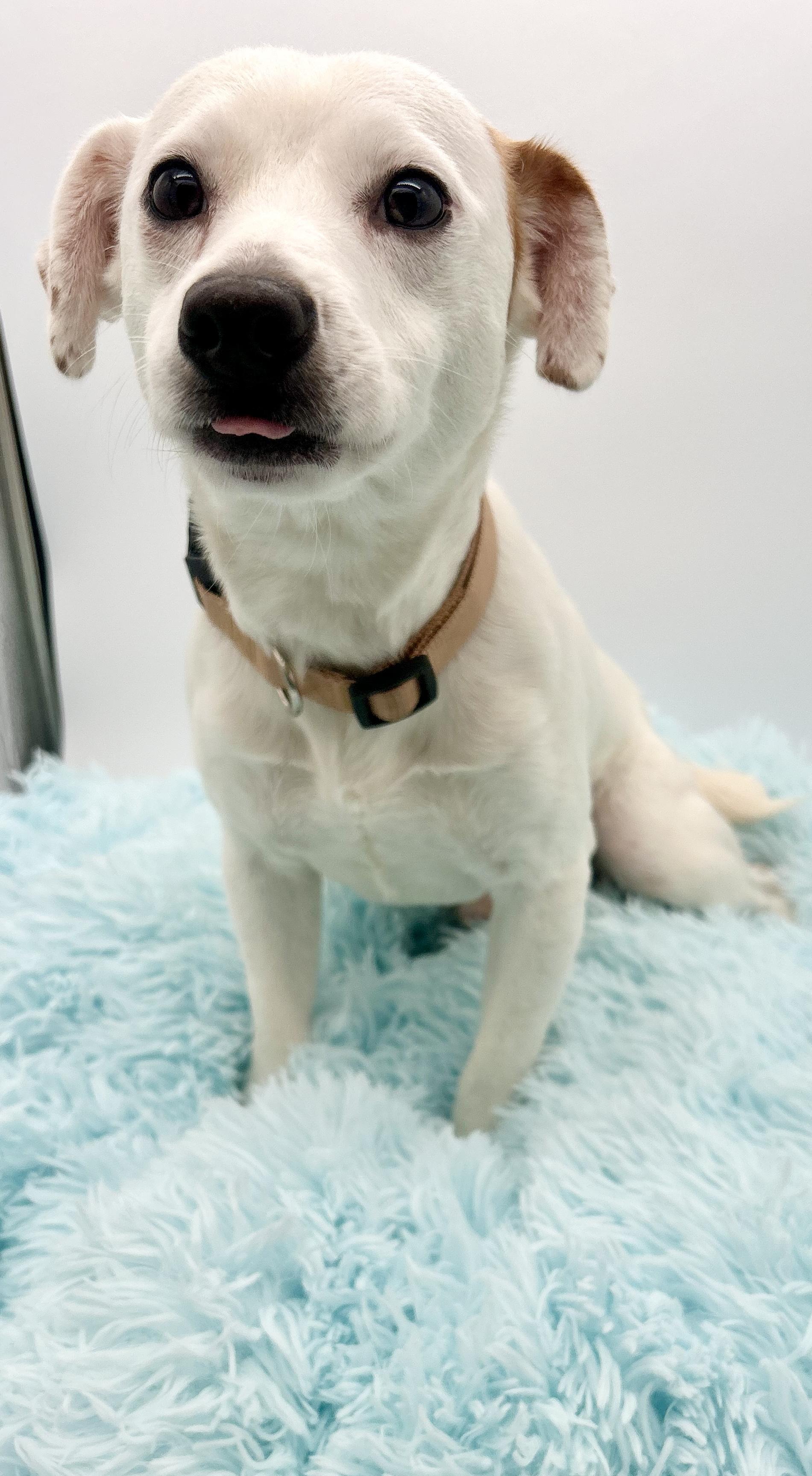 Enlarge Wishbone, a Adoptable mixed breed in Covington, LA image 6/6