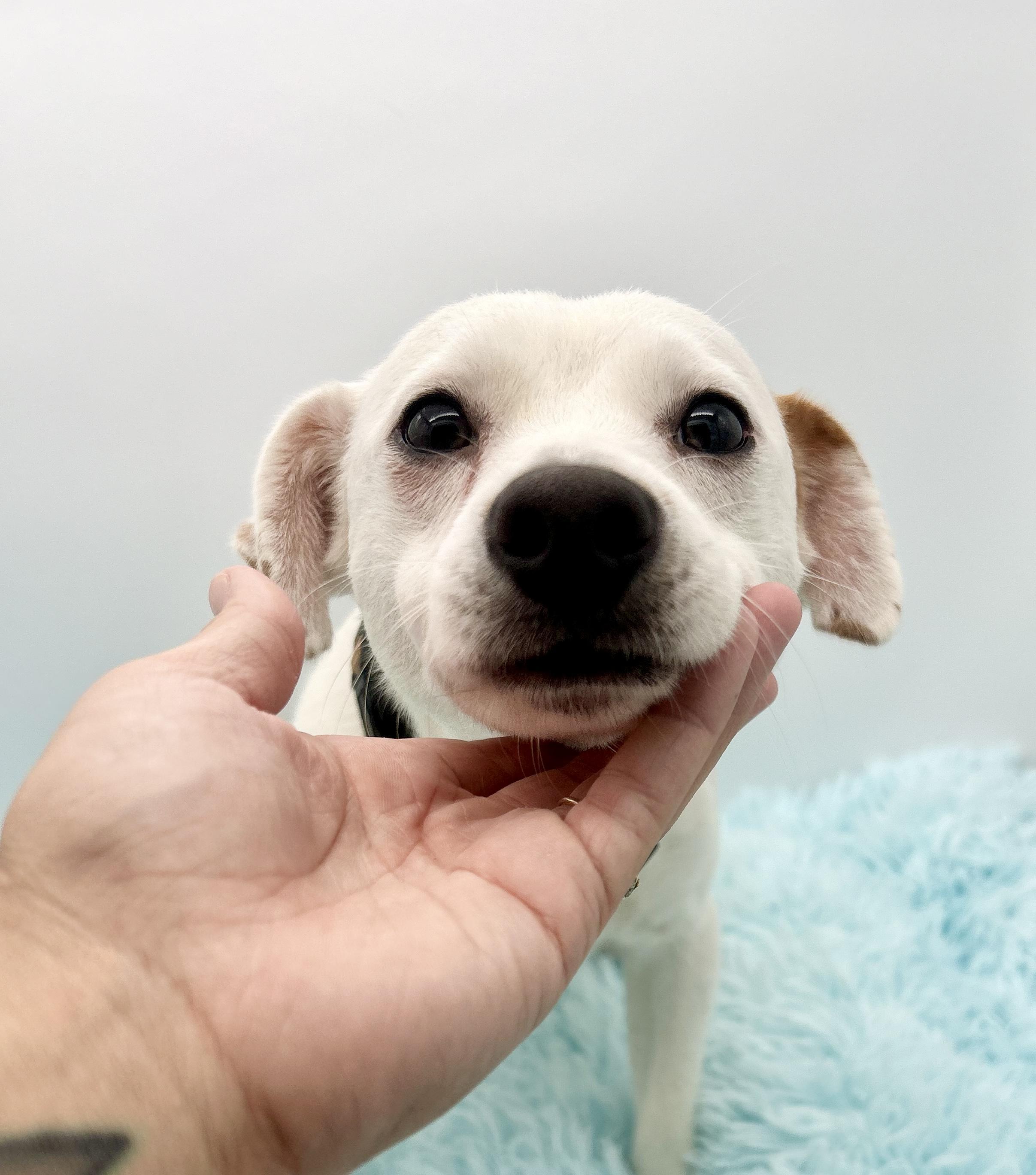 Enlarge Wishbone, a Adoptable mixed breed in Covington, LA image 3/6