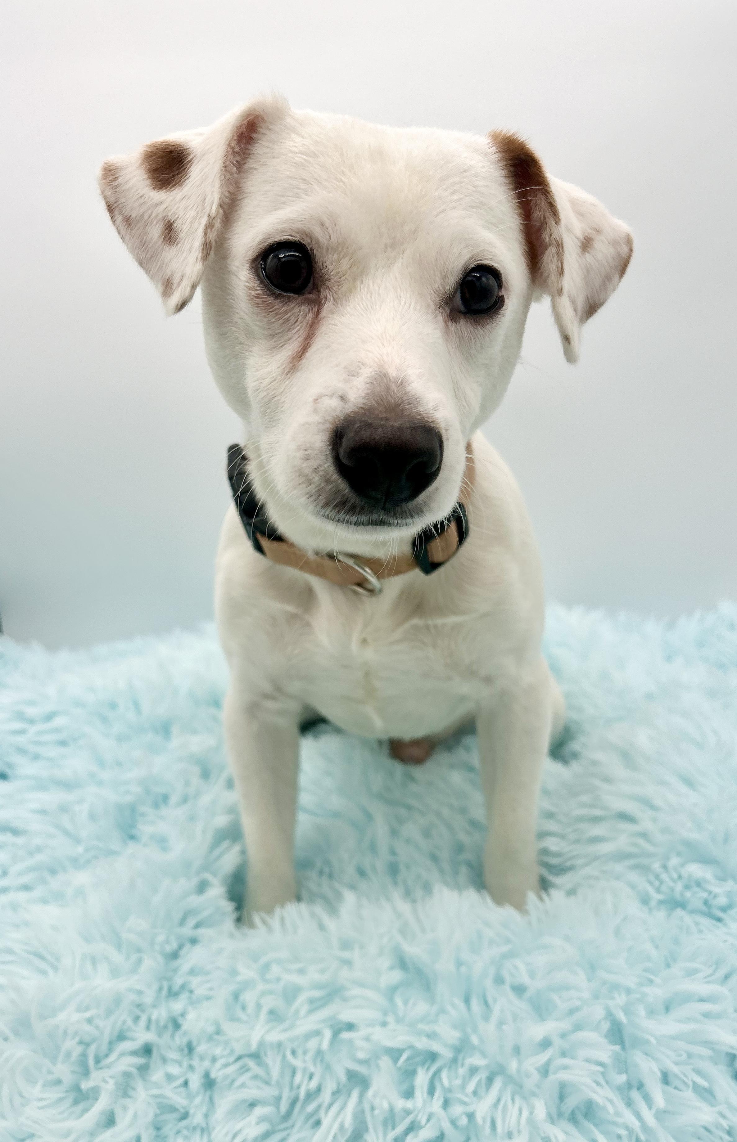 Enlarge Wishbone, a Adoptable mixed breed in Covington, LA image 5/6