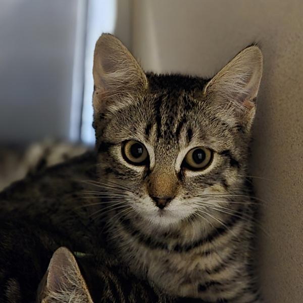 Espresso, Adoptable, Kitten Male Domestic Short Hair.