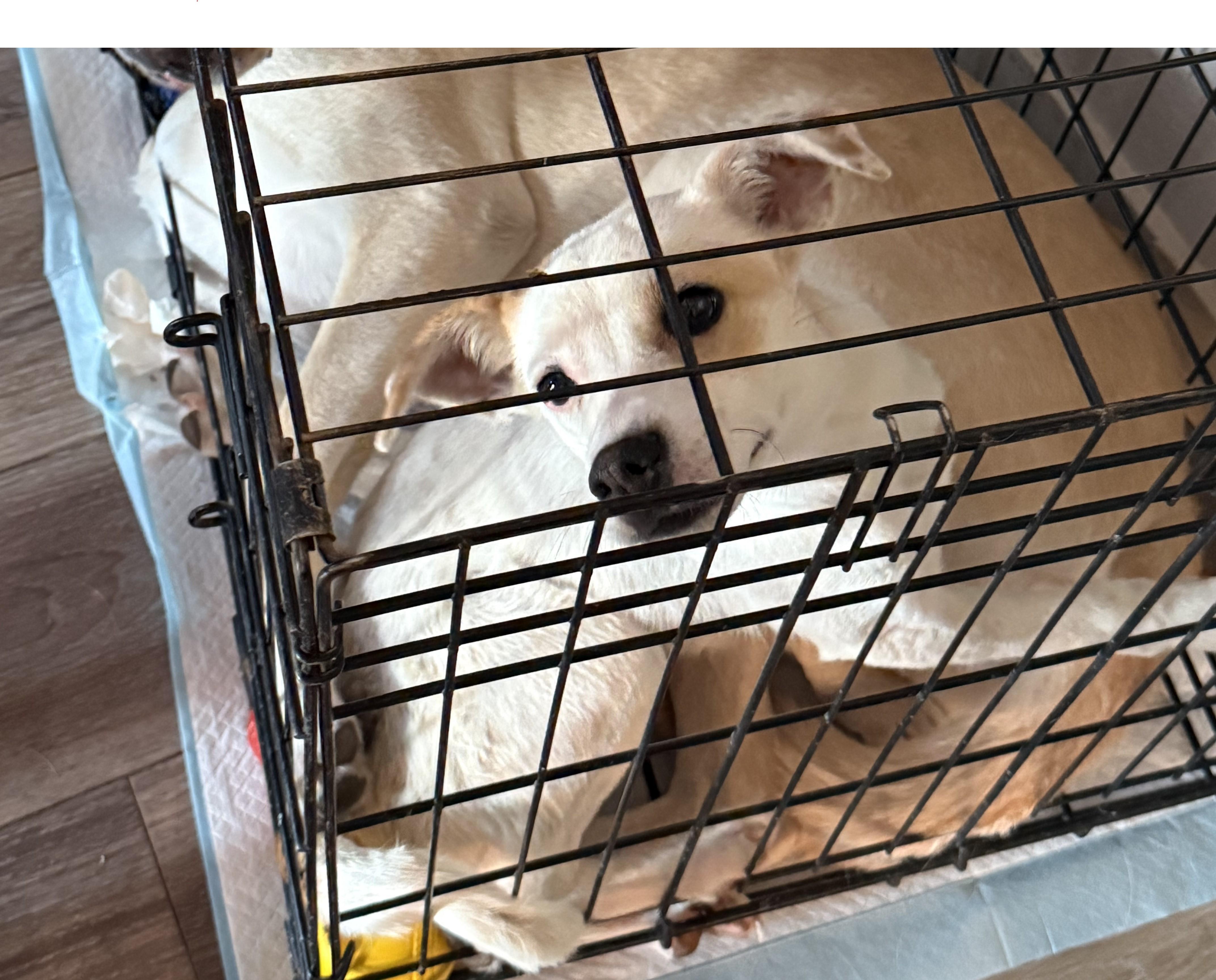 Enlarge Leota, a ADOPTABLE mixed breed in Littleton, CO image 1/2