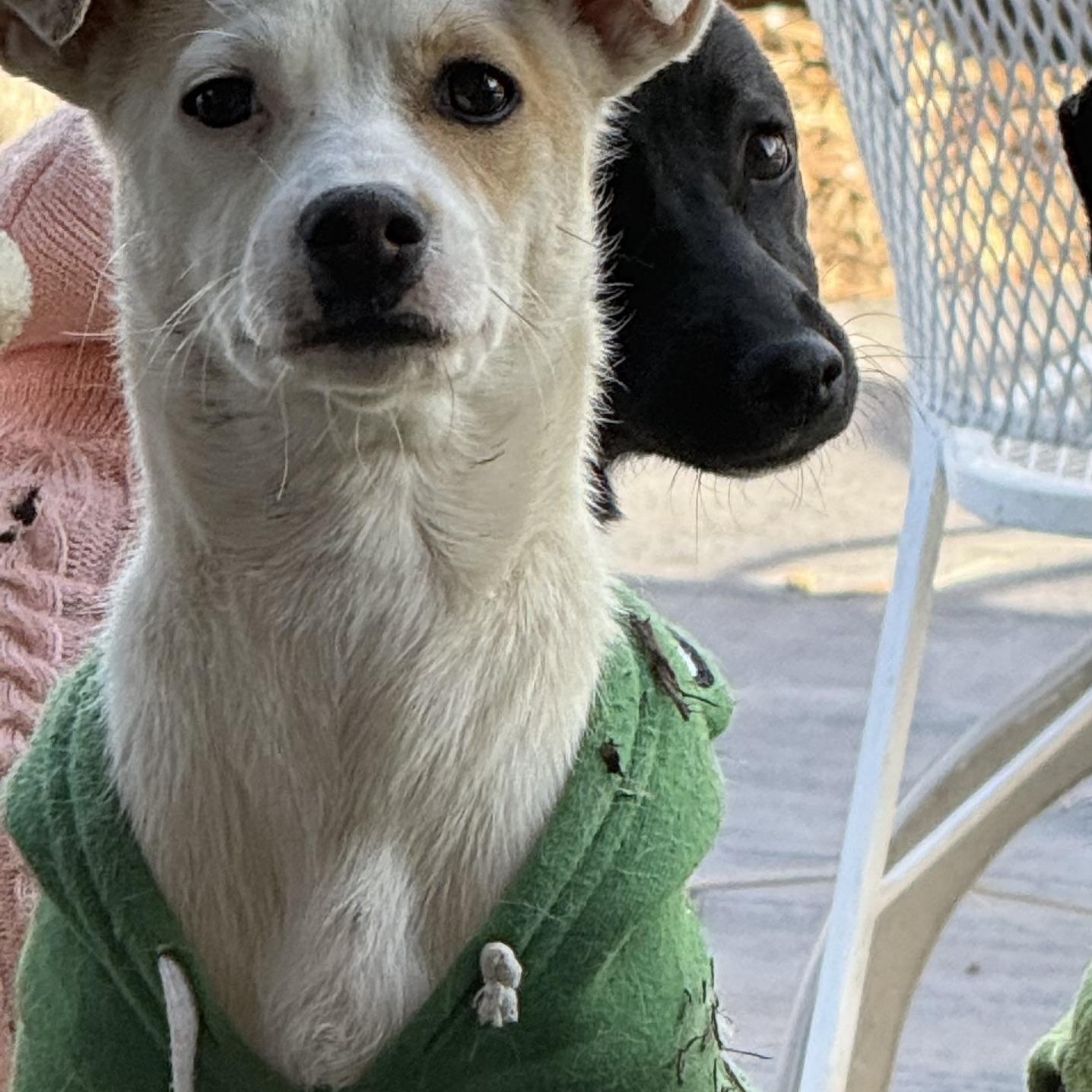 Enlarge Leoda, a ADOPTABLE mixed breed in Littleton, CO image 3/3