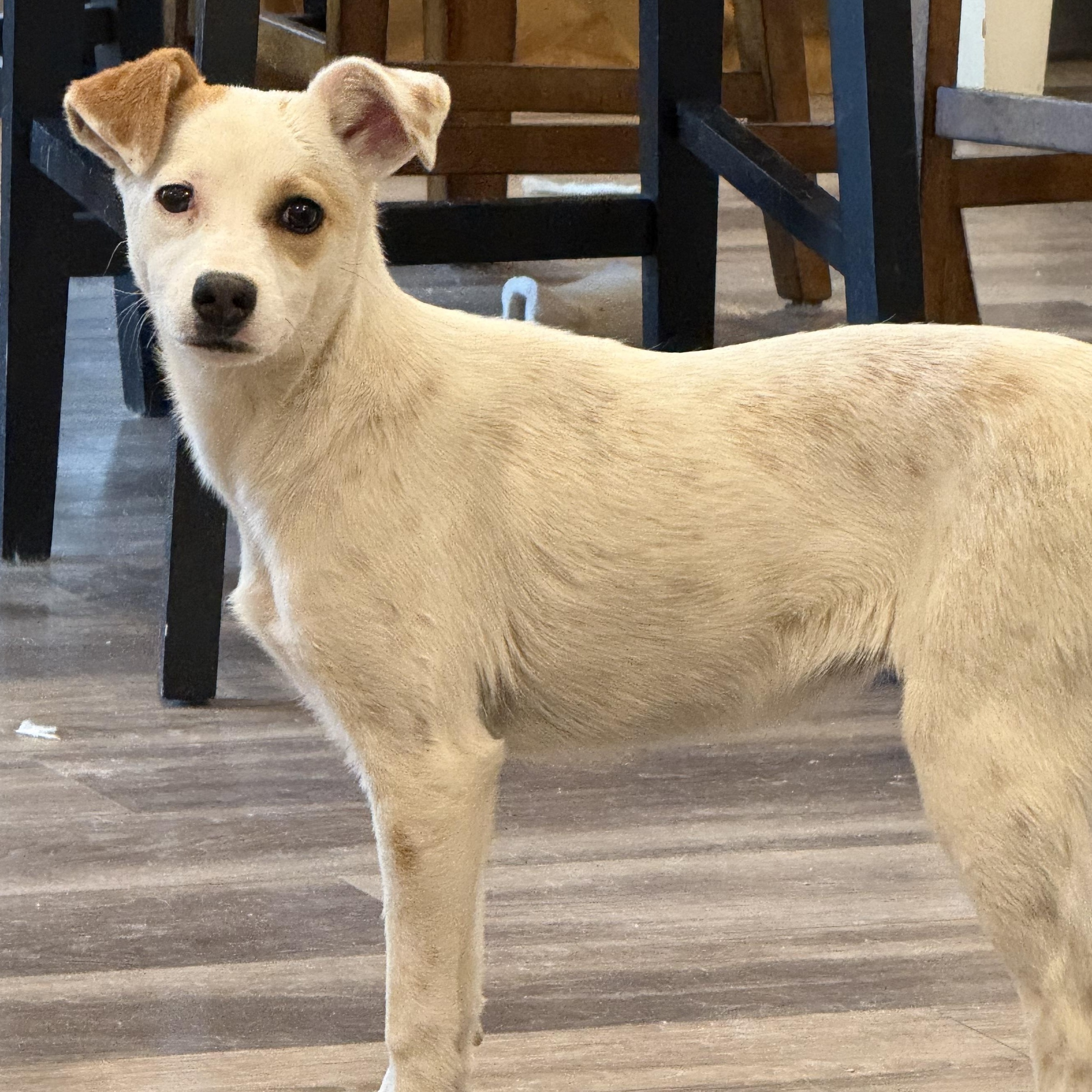 Enlarge Leota, a ADOPTABLE mixed breed in Littleton, CO image 2/2