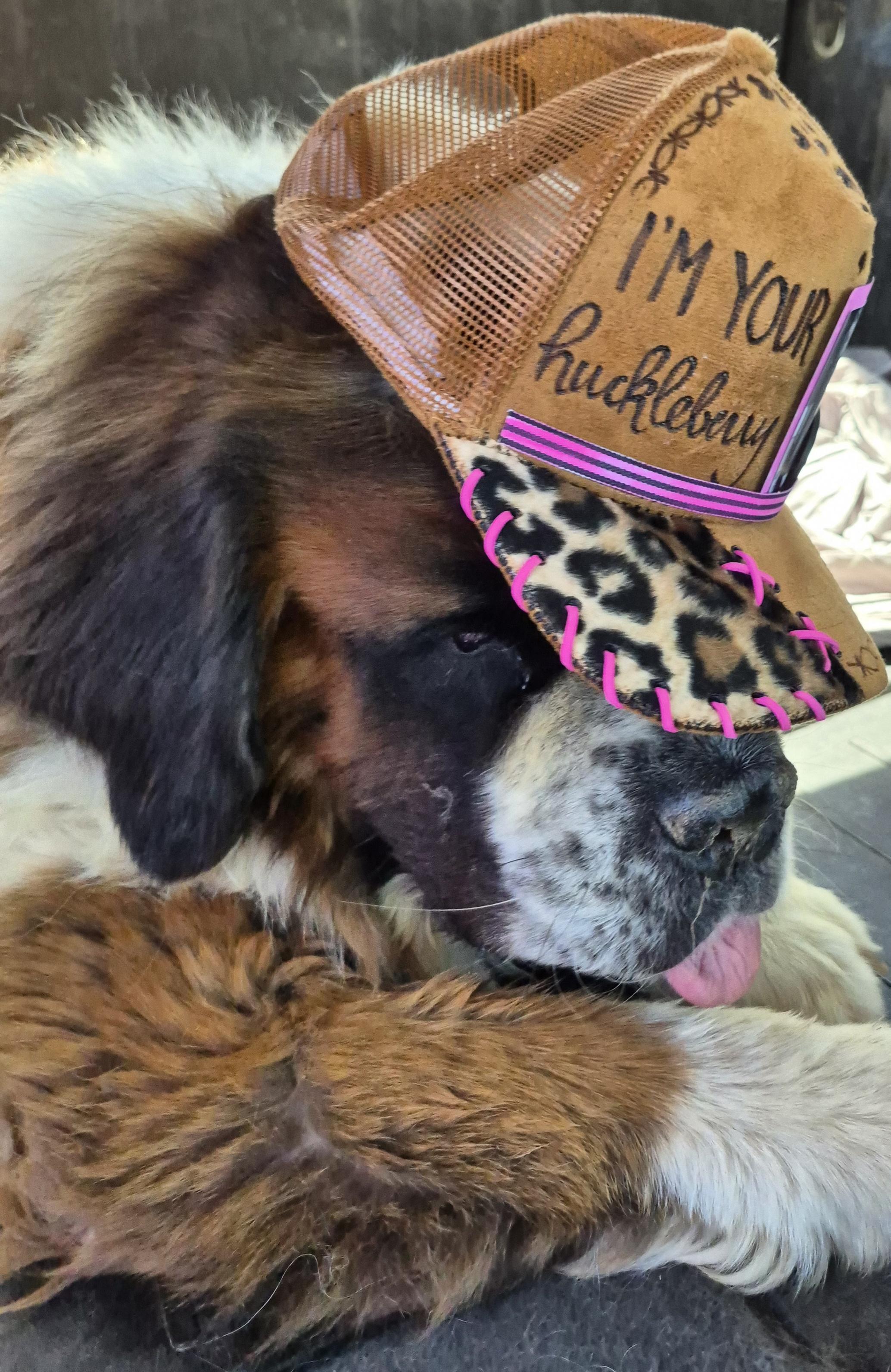 Mozart , ADOPTABLE, Adult Male Saint Bernard.