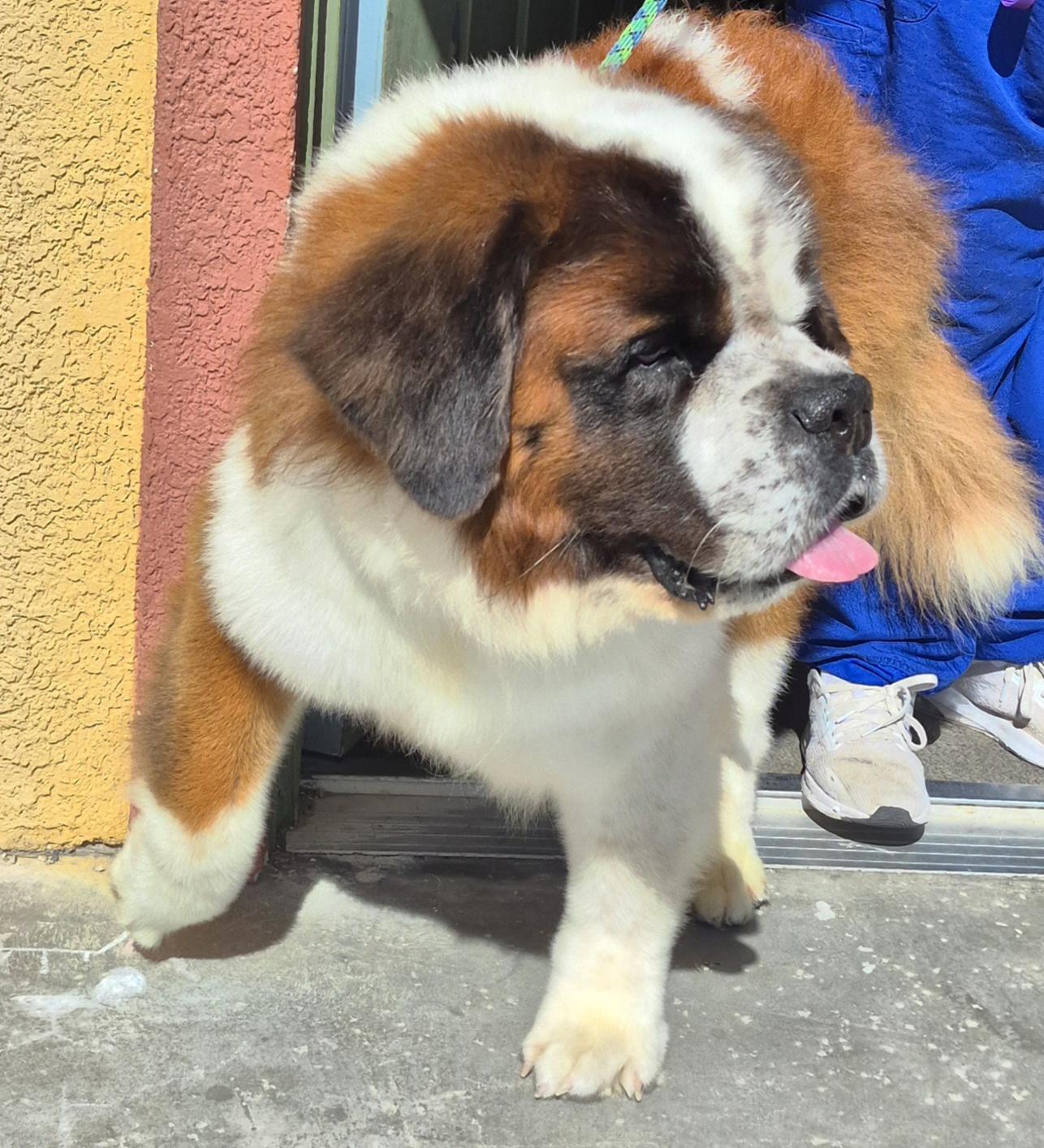 Enlarge Mozart , a ADOPTABLE Saint Bernard in Las Vegas, NV image 2/2