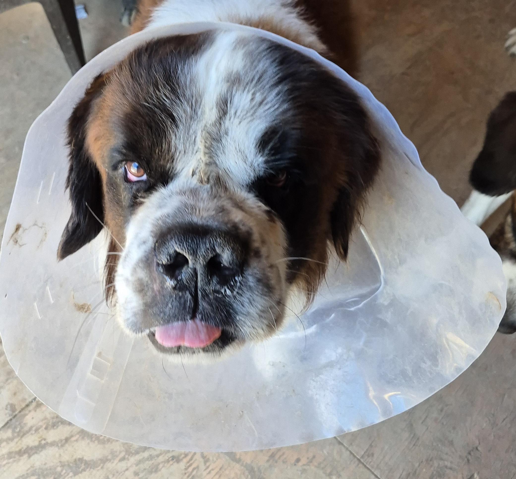 Mozart , ADOPTABLE, Adult Male Saint Bernard.