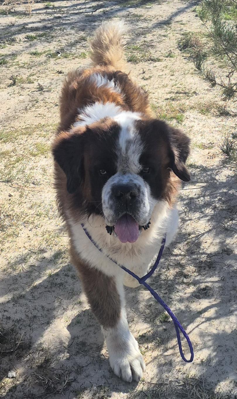 Enlarge Mozart , a ADOPTABLE Saint Bernard in Las Vegas, NV image 1/1