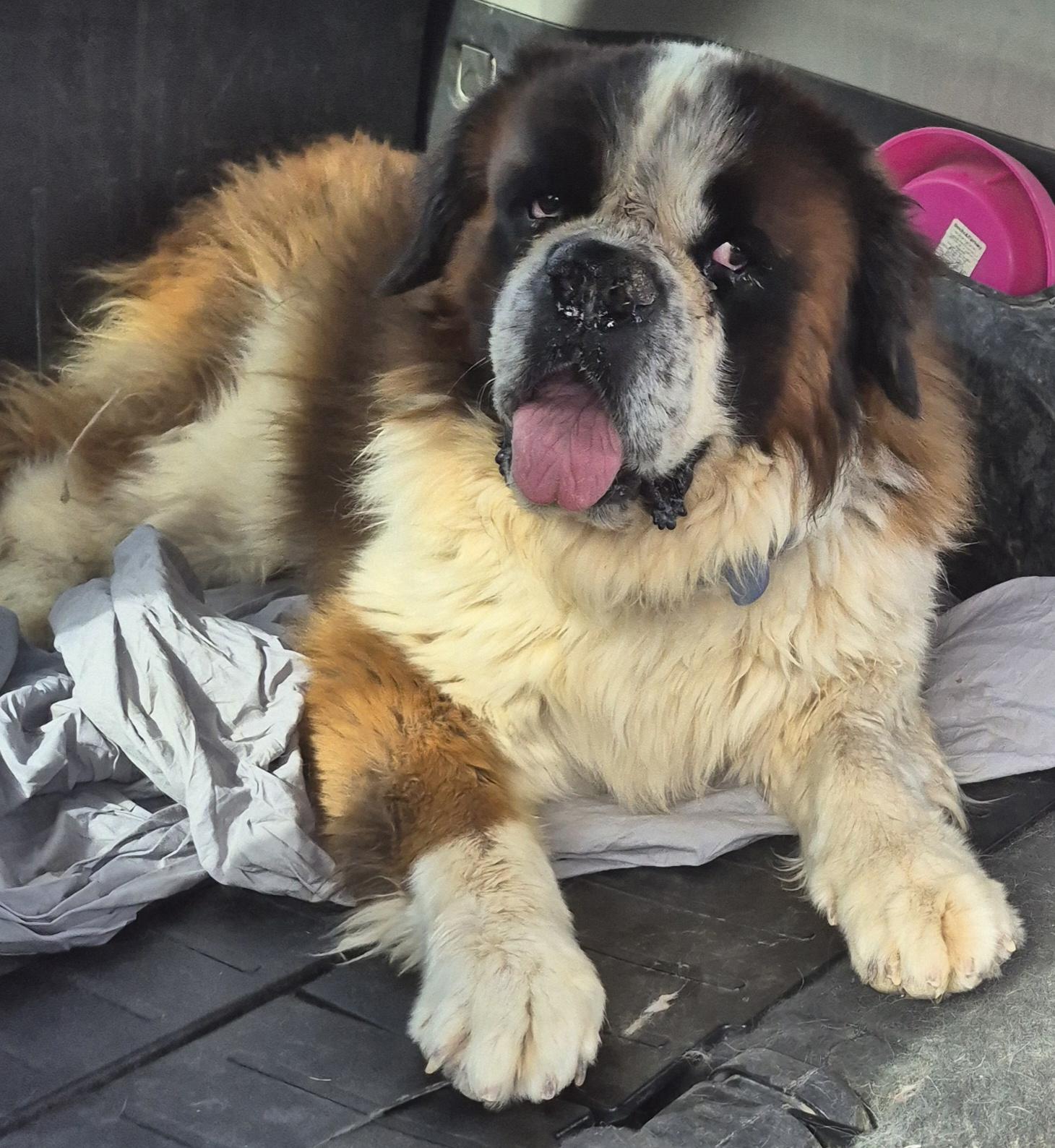 Enlarge Mozart , a ADOPTABLE Saint Bernard in Las Vegas, NV image 2/2