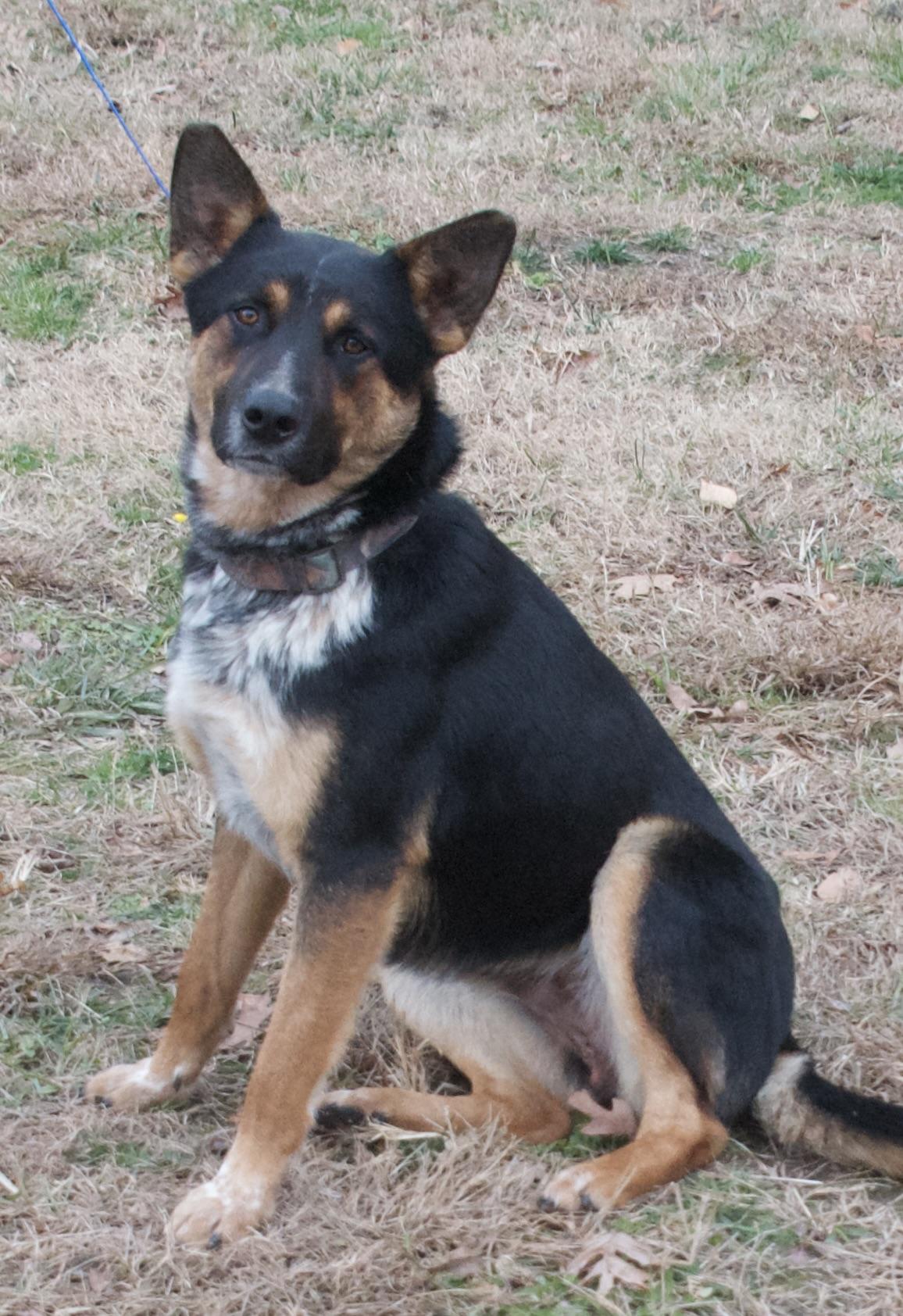 Enlarge Bishop, a ADOPTABLE German Shepherd Dog in Gloucester, VA image 3/3