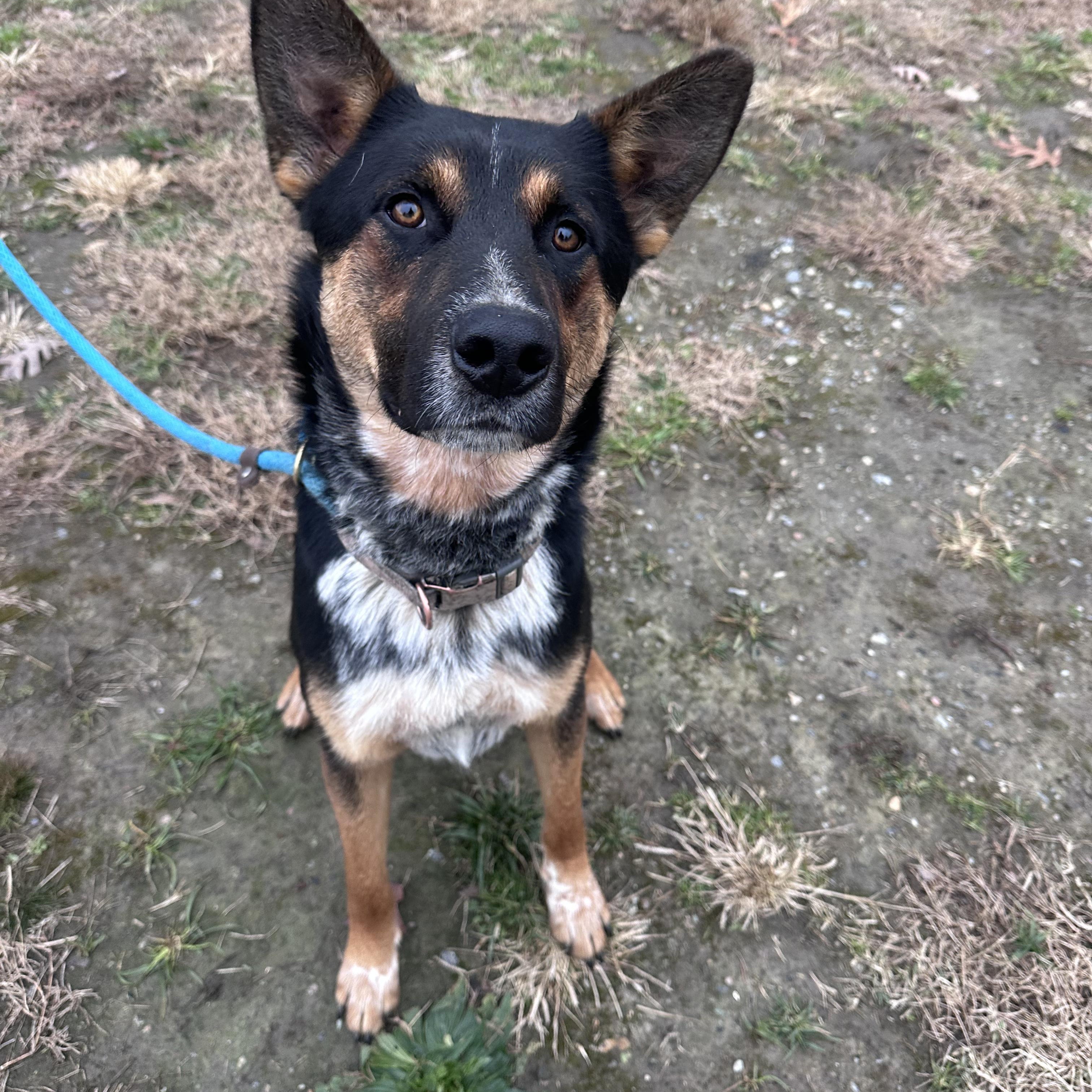 Enlarge Bishop, a ADOPTABLE German Shepherd Dog in Gloucester, VA image 1/3