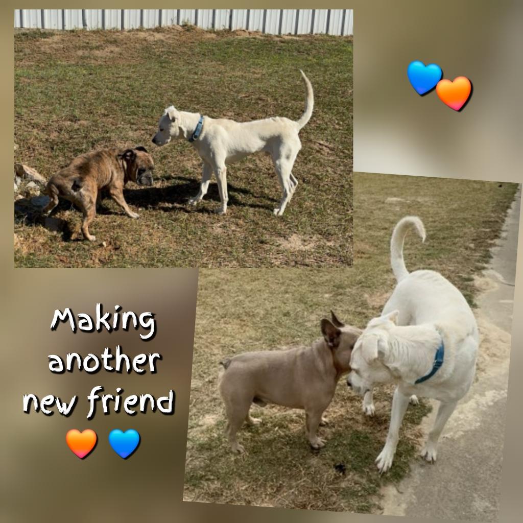 Larry, a Adoptable mixed breed in Plano, TX image 2/3