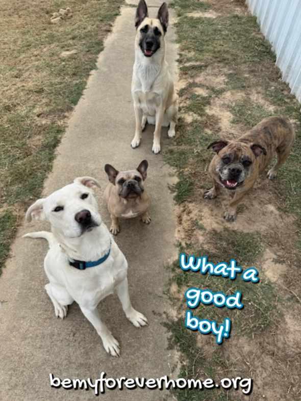 Larry, a Adoptable mixed breed in Plano, TX image 3/3