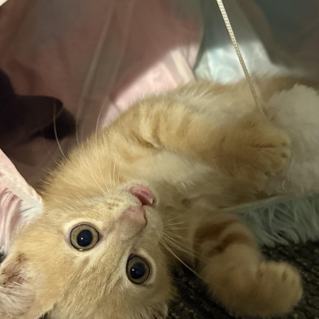 Enlarge Barney Dyal-ZR, a Adoptable Domestic Short Hair in Tallahassee, FL image 3/3